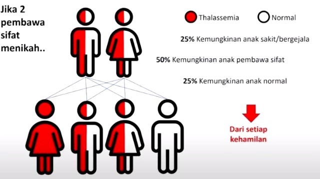 Bagan kemungkinan lahirnya anak dengan talasemia mayor dari kedua orangtua talasemia minor.