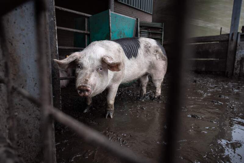 Babi yang tengah terancam penularan virus Flu Babi Afrika.