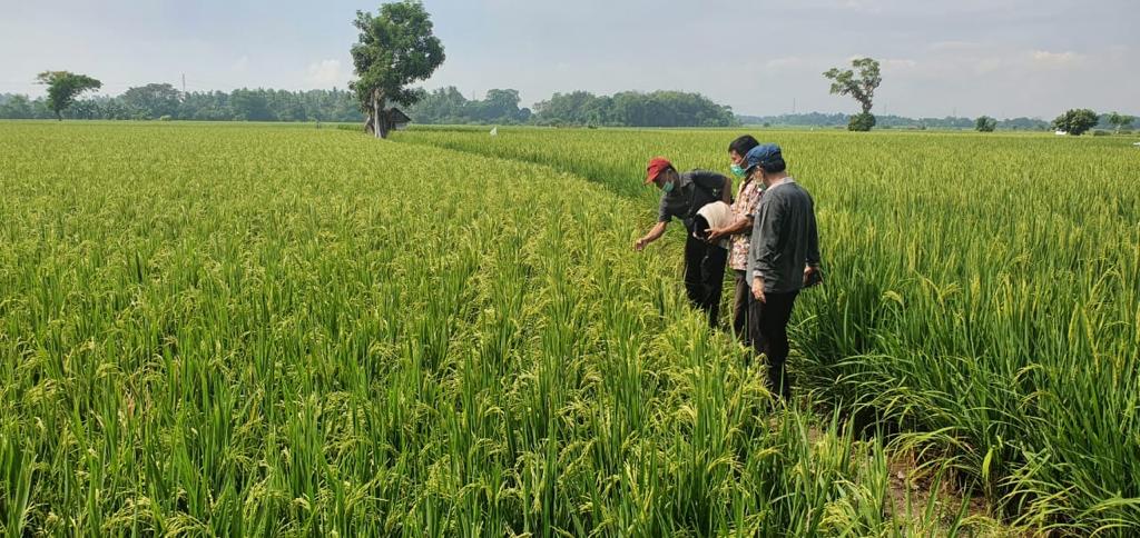 Proyek pertanian Taiwan Dukung produksi benih padi petani Sulsel  