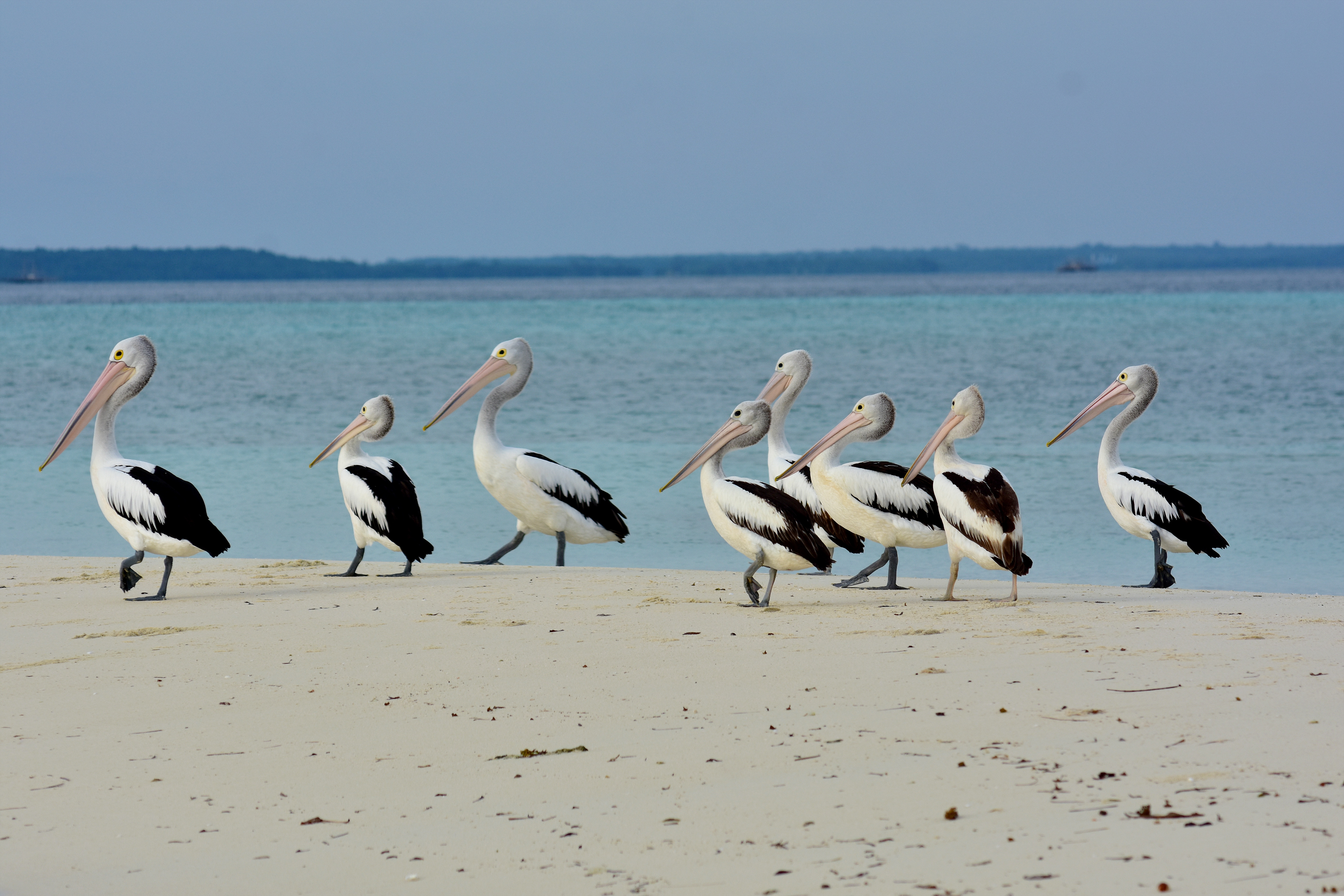 Pasir laut di Maluku Tenggara
