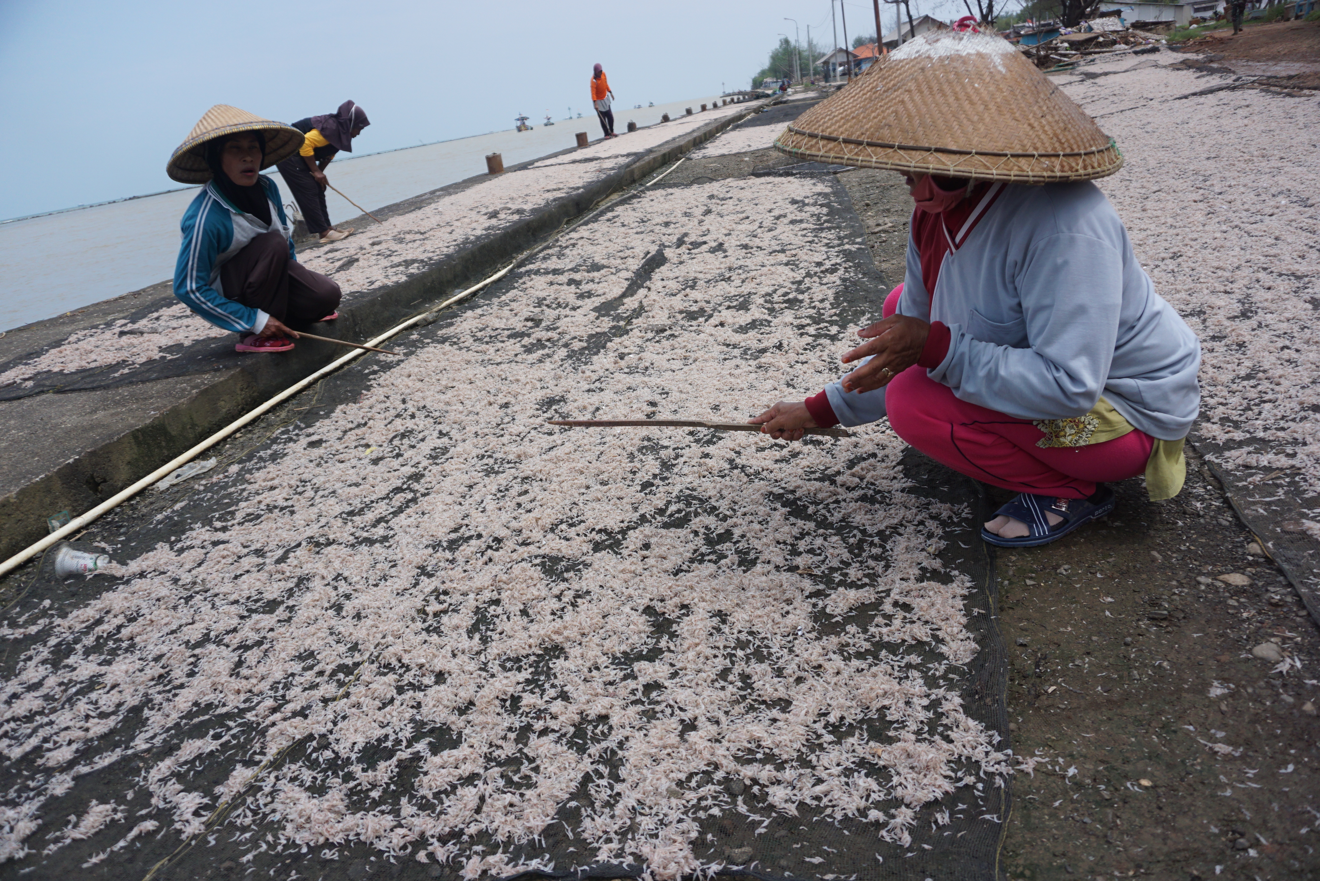 Pekerja mengecek kondisi udang rebon yang dijemur di Wonokerto, Kabupaten Pekalongan, Jawa Tengah, Selasa (26/1/2021)