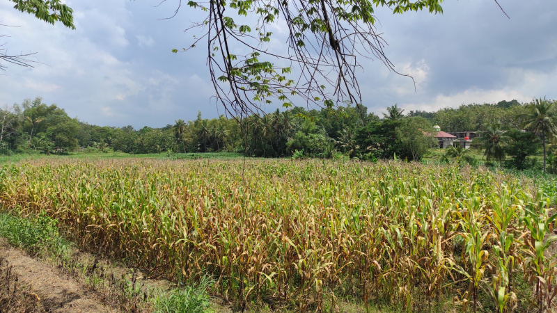 Hamparan tanaman jagung di Eromoko