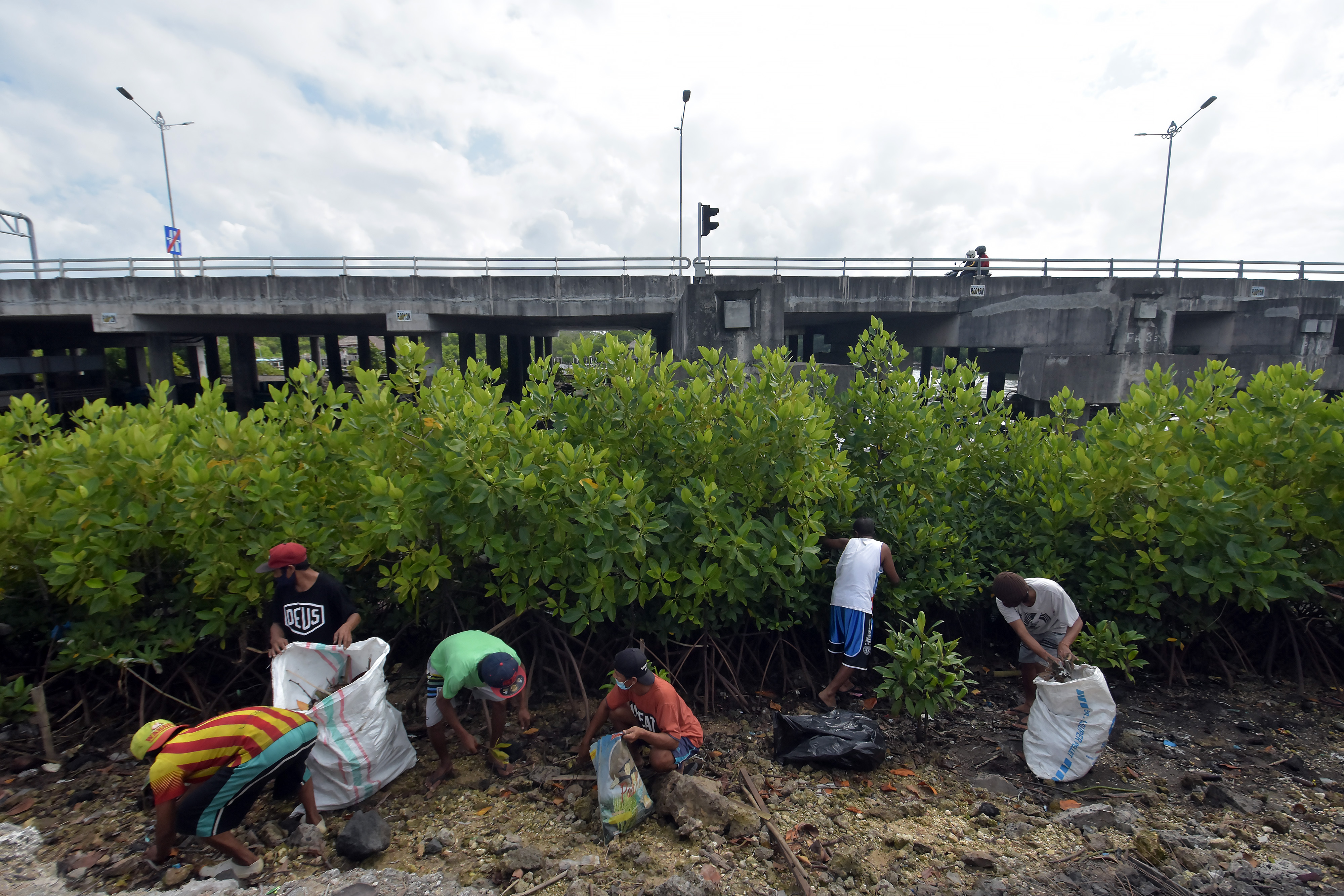 Warga tengah membersihkan kawasan hutan mangrove