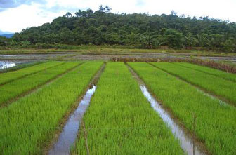 Ilustrasi. Areal persawahan di wilayah Kabupaten Lebak Selatan, Provinsi Banten. 