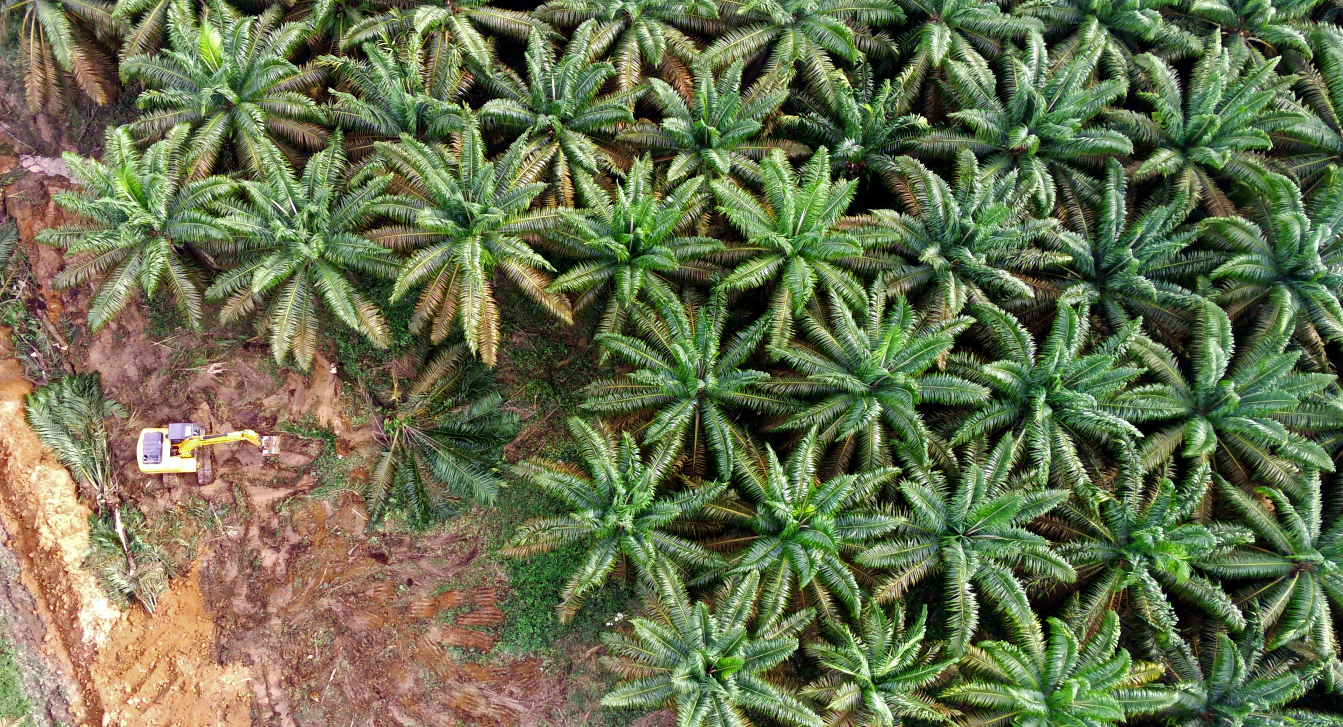 Kementerian Pertanian Buka Pendaftaran Beasiswa SDM Sawit untuk 2.000 Peserta