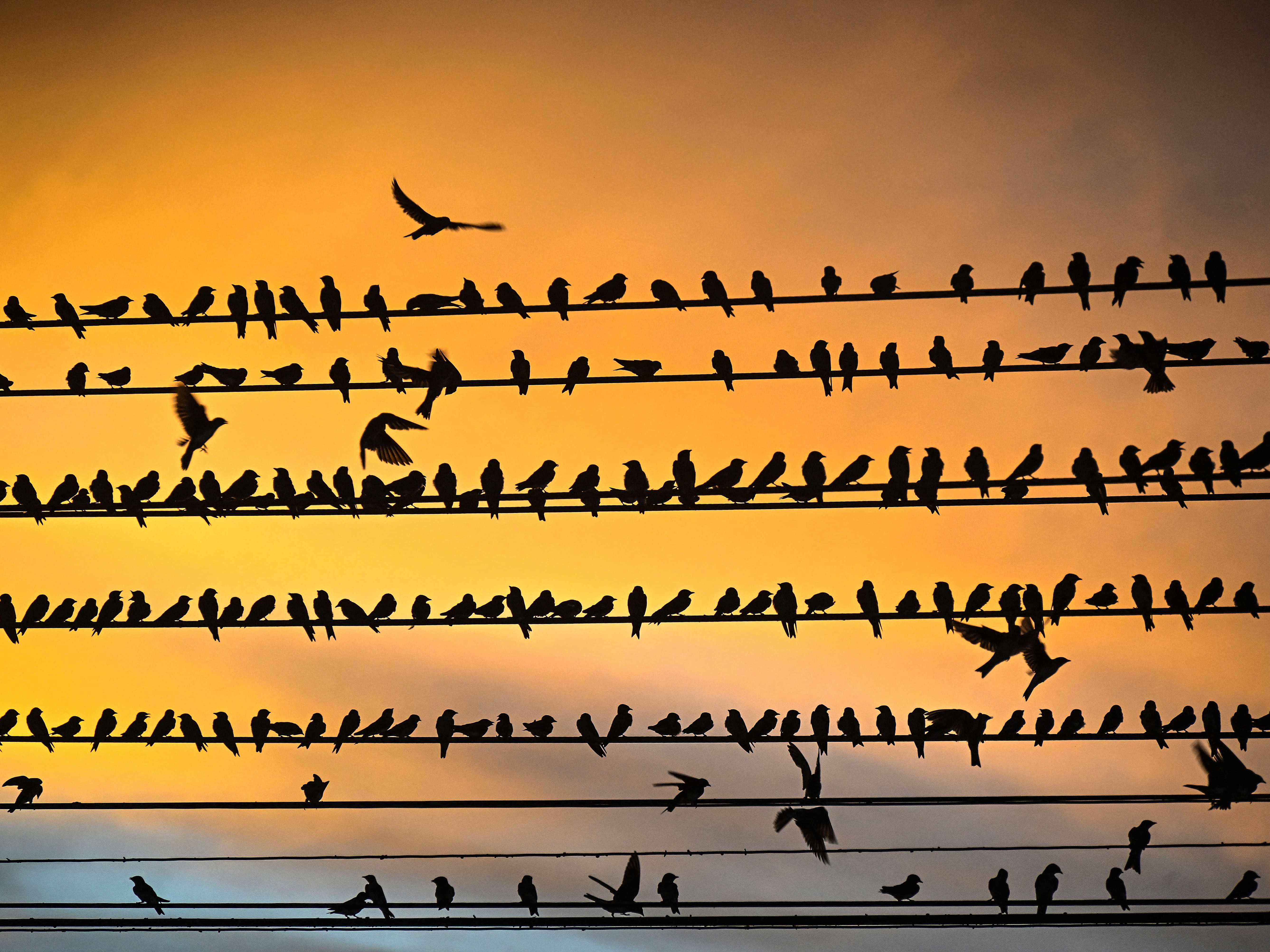 Burung layang-layang bertengger di kabel listrik saat matahari terbenam di Eldorado dos Carajas, negara bagian Para, Brasil.