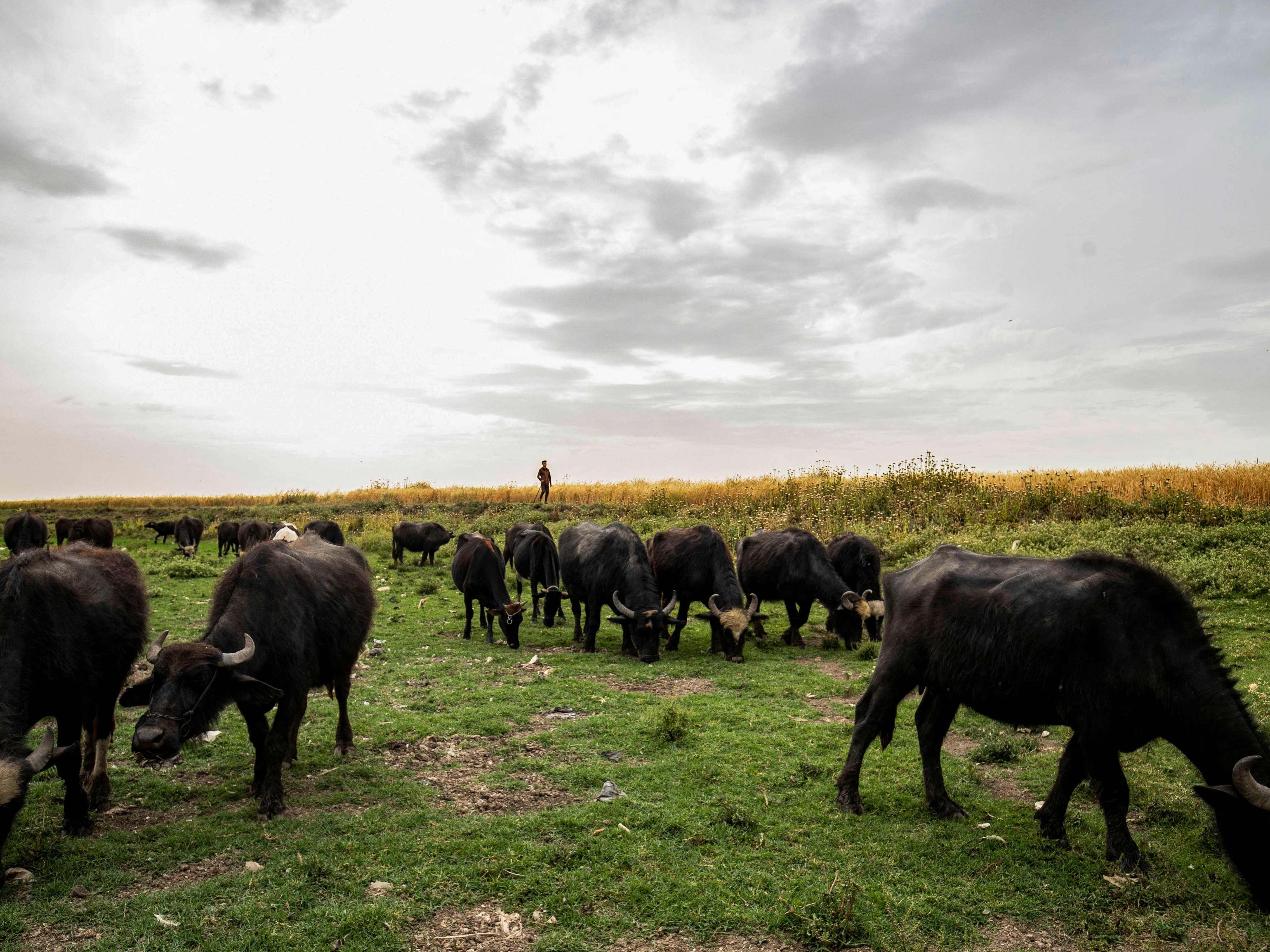Seorang petani memimpin kawanan kerbau di kota al-Qahtaniya di provinsi Hasakah timur laut yang dikuasai Kurdi, Suriah, pada 28 Mei 2023.