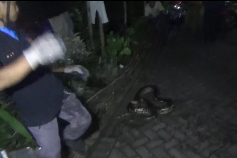 Petugas hendak menangkap ular.