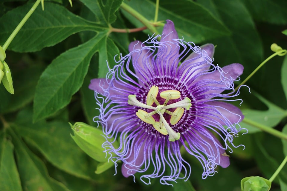 Bunga Maypop