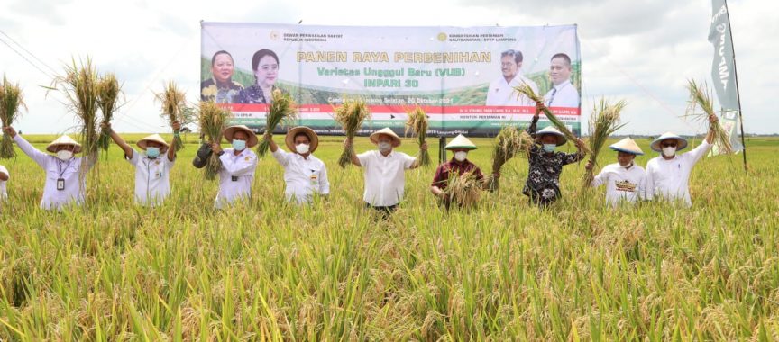 Kegiartan panen raya padi di wilayah Lampung Selatan.