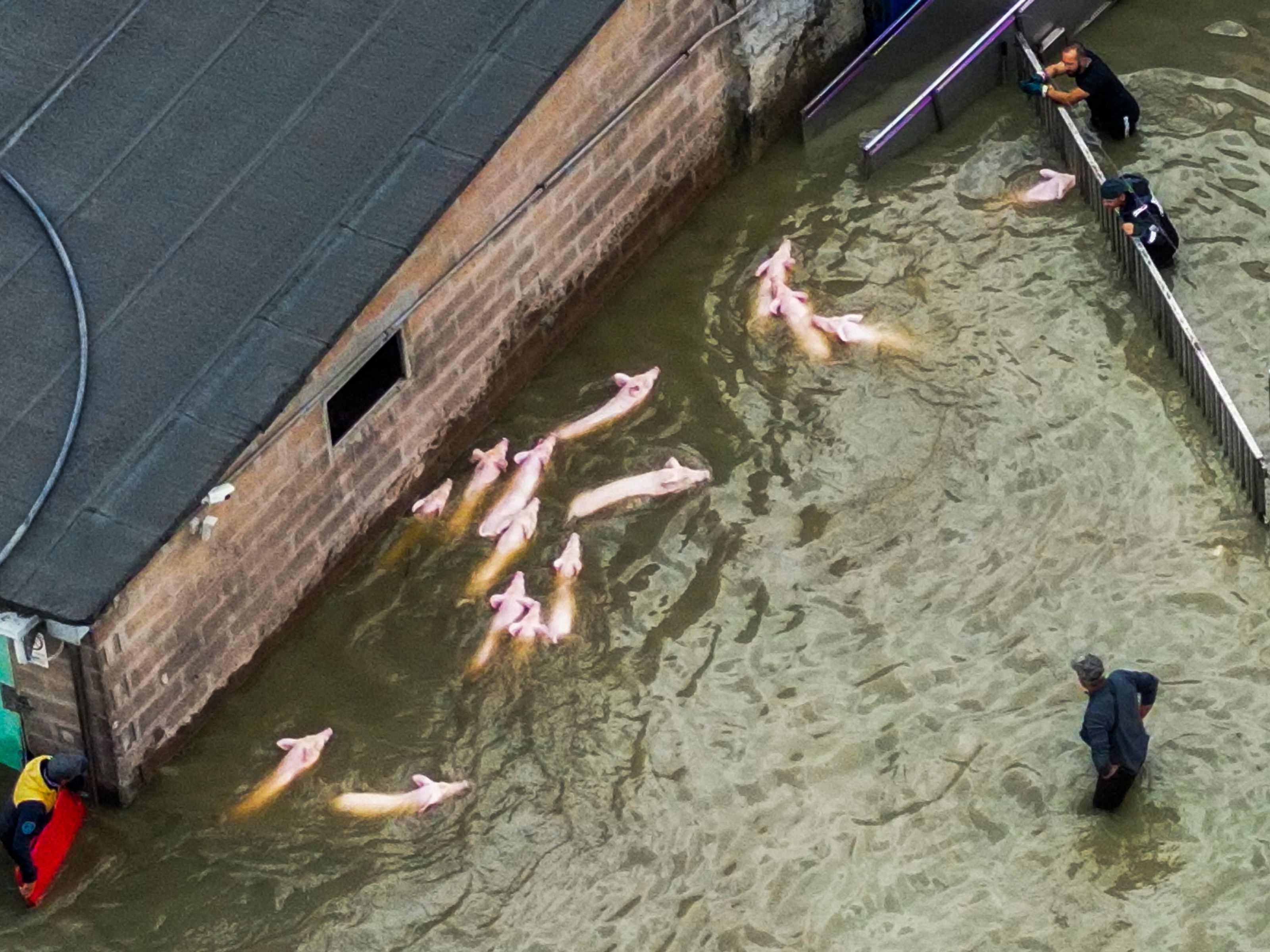 Para petani mengumpulkan babi untuk diangkut dari kandang mereka yang kebanjiran, kota Lugo pada 18 Mei 2023.