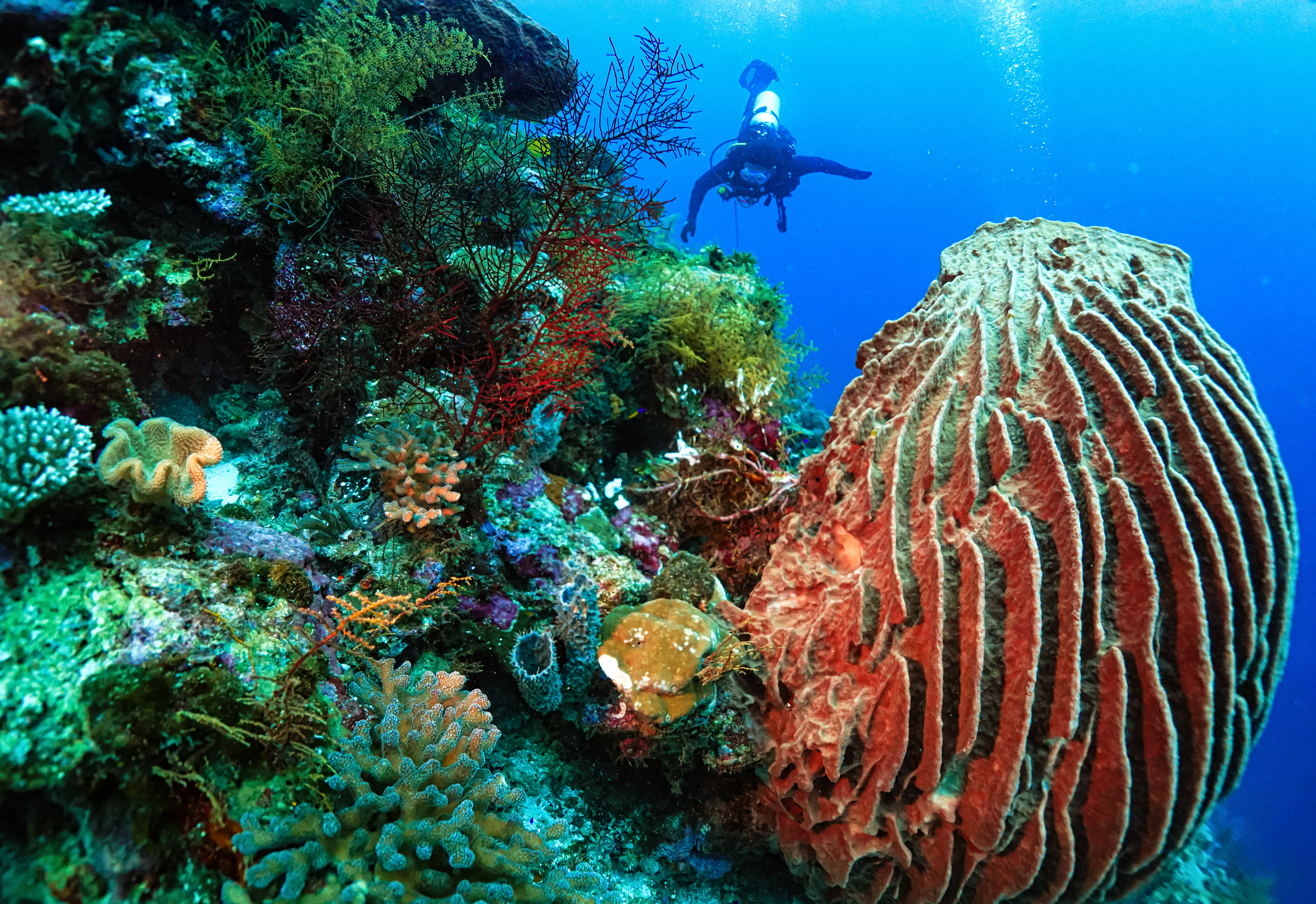 Pemandangan bawah laut yang indah di Taman Nasional Wakatobi, Sultra.