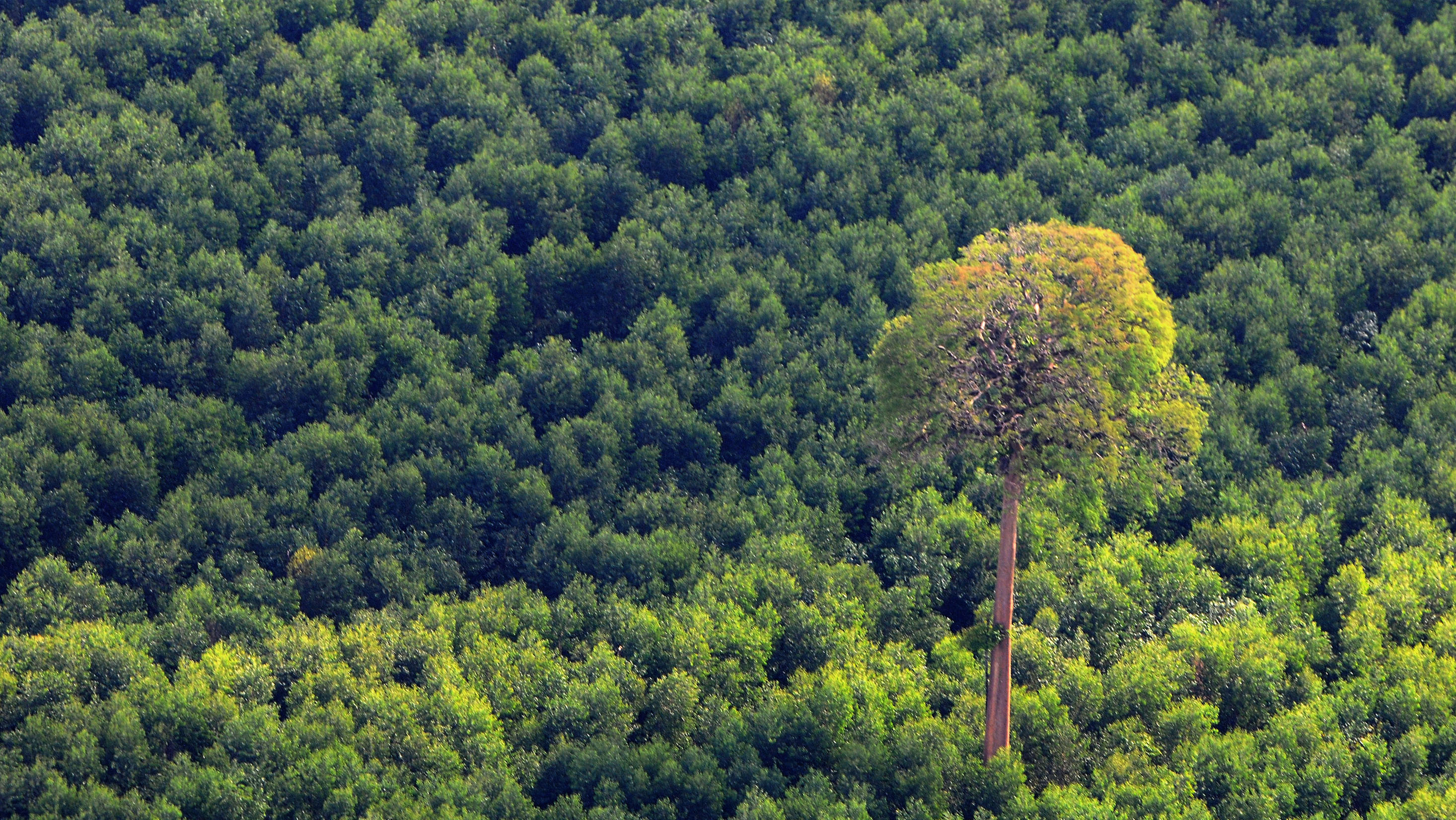 Ilustrasi perambah hutan 