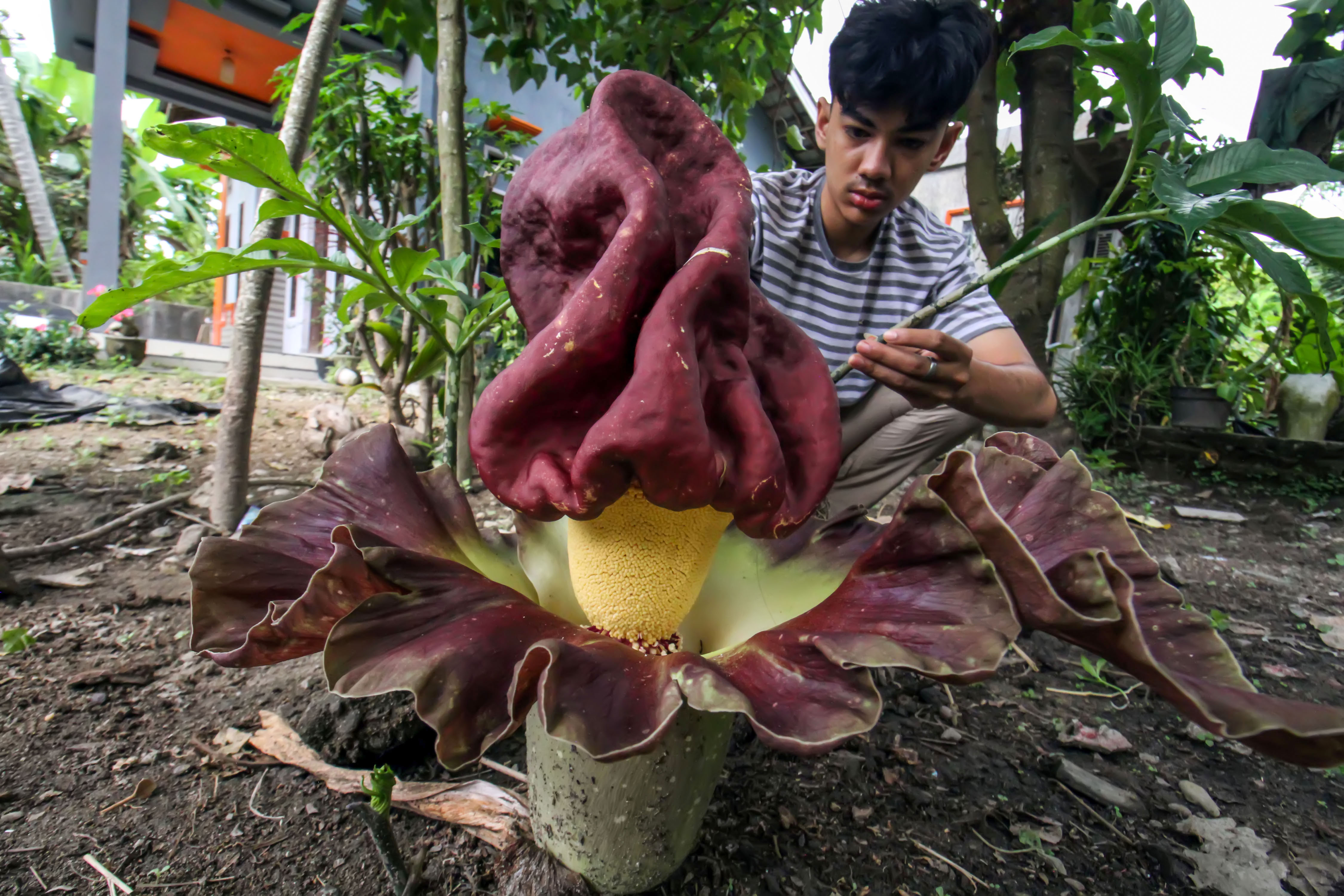 Seorang anak mengamati bunga bangkai (Amorphophallus paeonifolius).