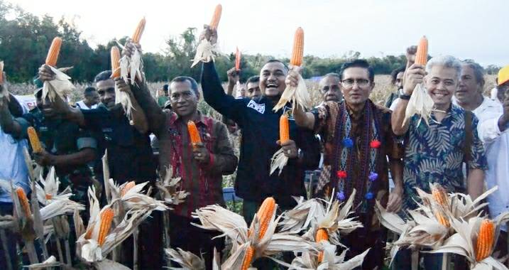Panen raya jagung hibrida di Flores Timur, NTT.