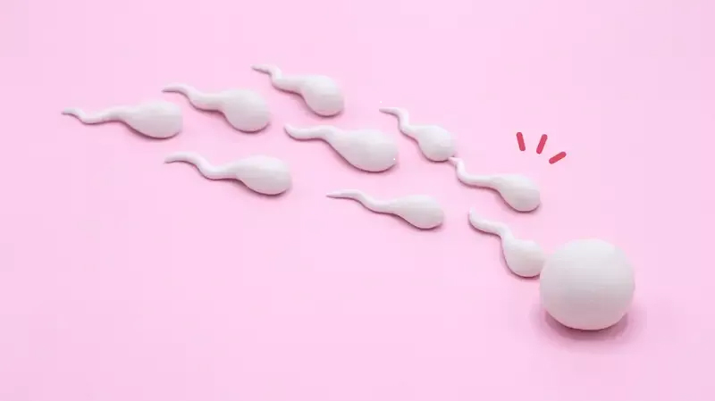 Ilustrasi - Apa itu oogensis? Kenali lebih lanjut tentang organ reproduksi perempuan.