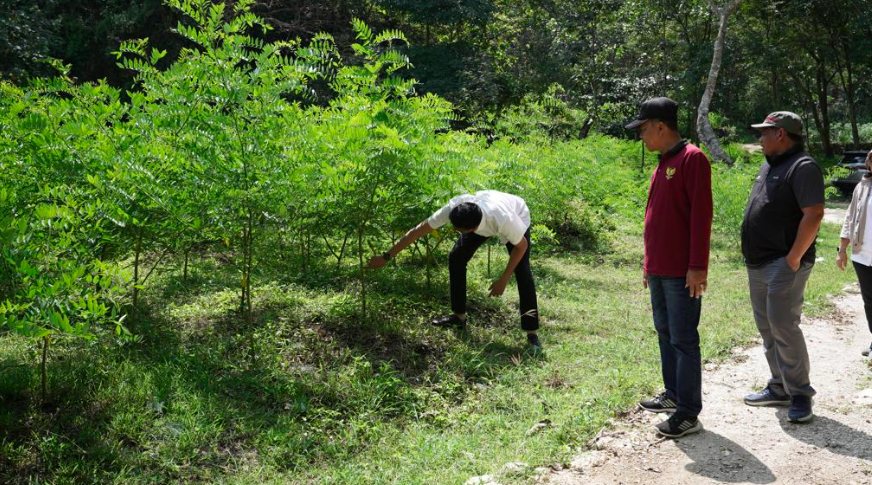 Kepala Bebadan Pangreksa Loka, RM Gustilanthika Marrel Suryokusomo (baju putih) mengecek tanaman pakan multifungsi di Kalurahan Gombang.