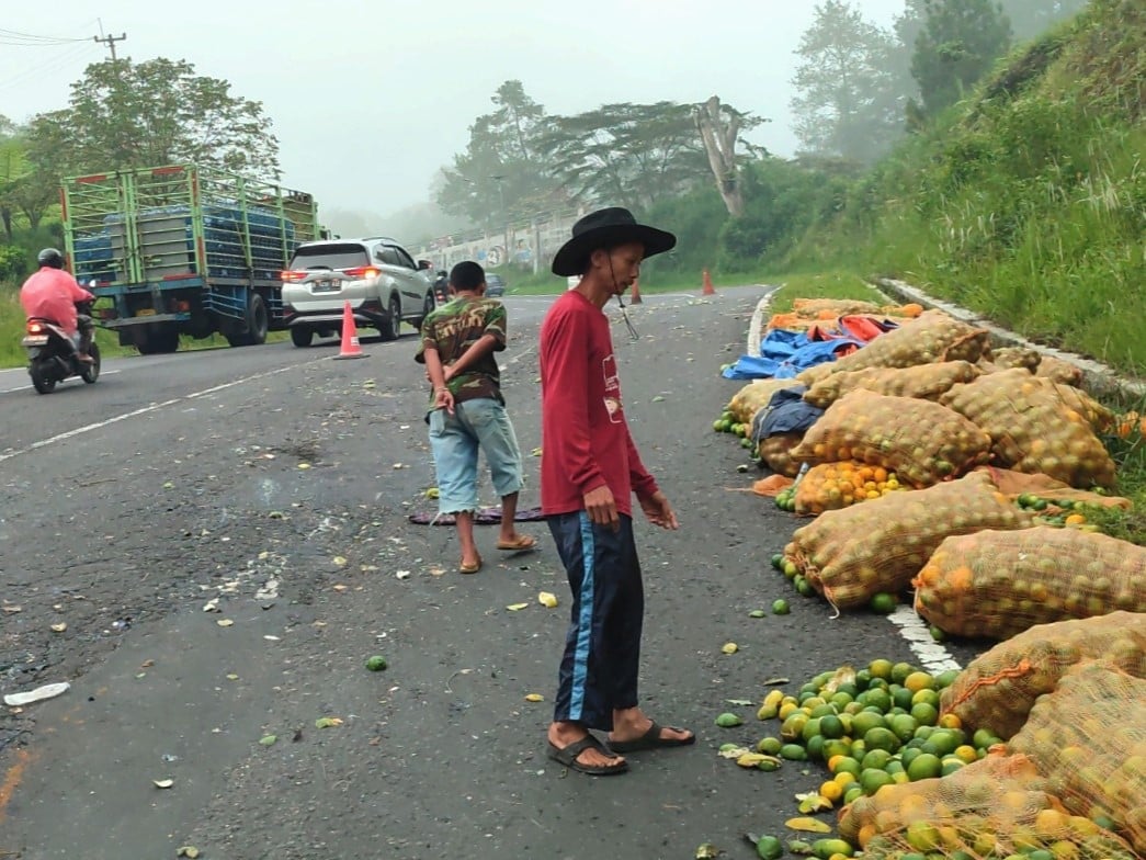Pecah Ban, Truk Bermuatan Jeruk Terguling di Tanjakan Emen