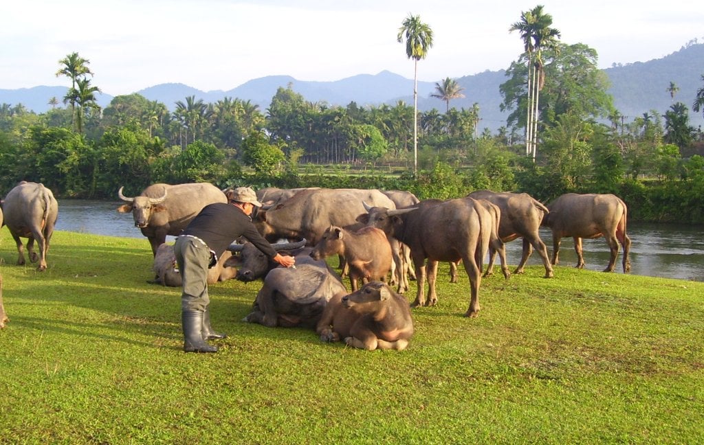 Kerbau milik peternak tradisional di Kabupaten Pidie.