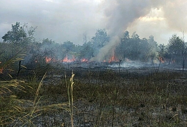 Potensi Karhutla di Babel Tinggi