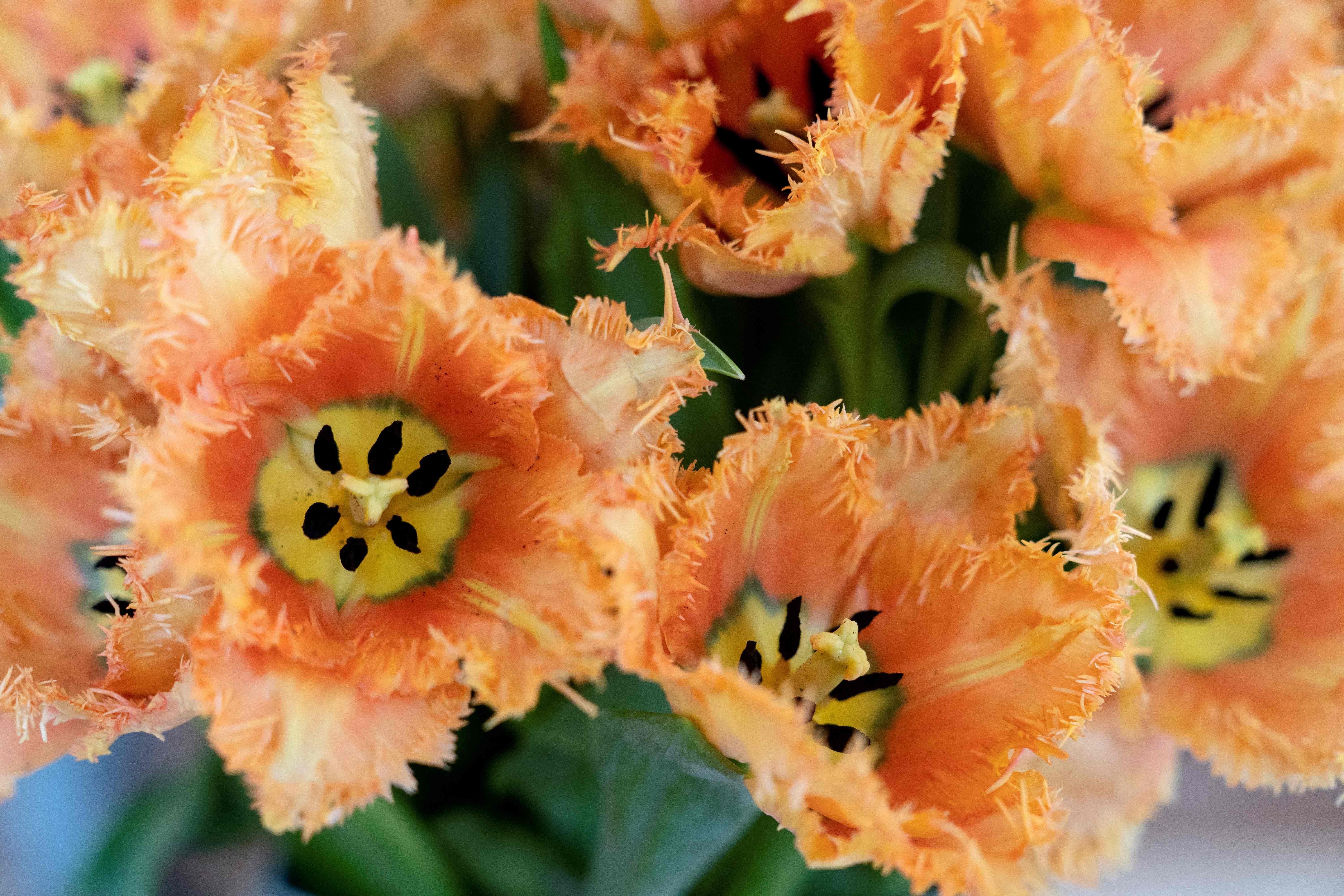 Salah satu varietas bunga tulip