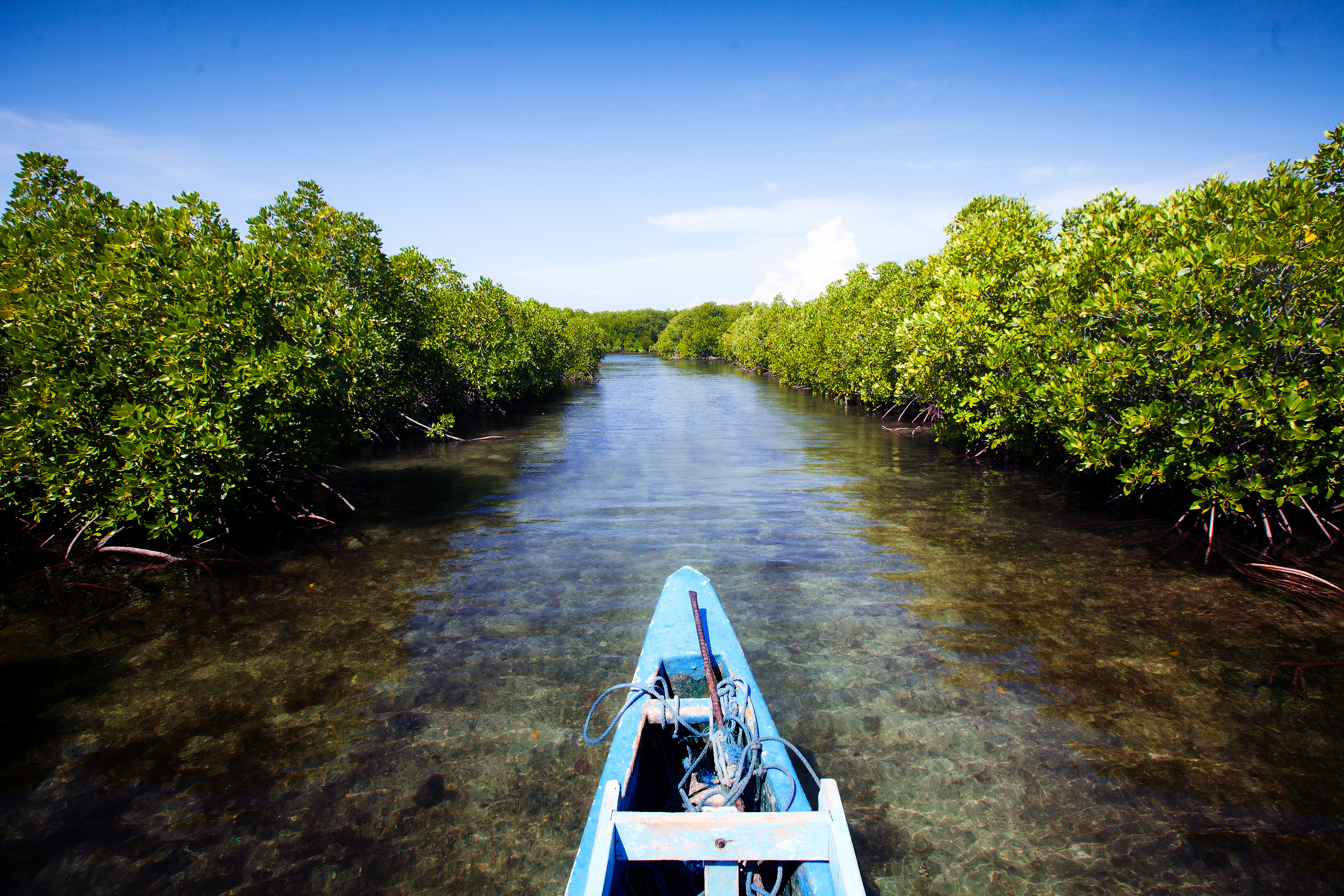 Hutan Bakau atau mangrove di Gili Petagan, Lombok Timur, NTB.