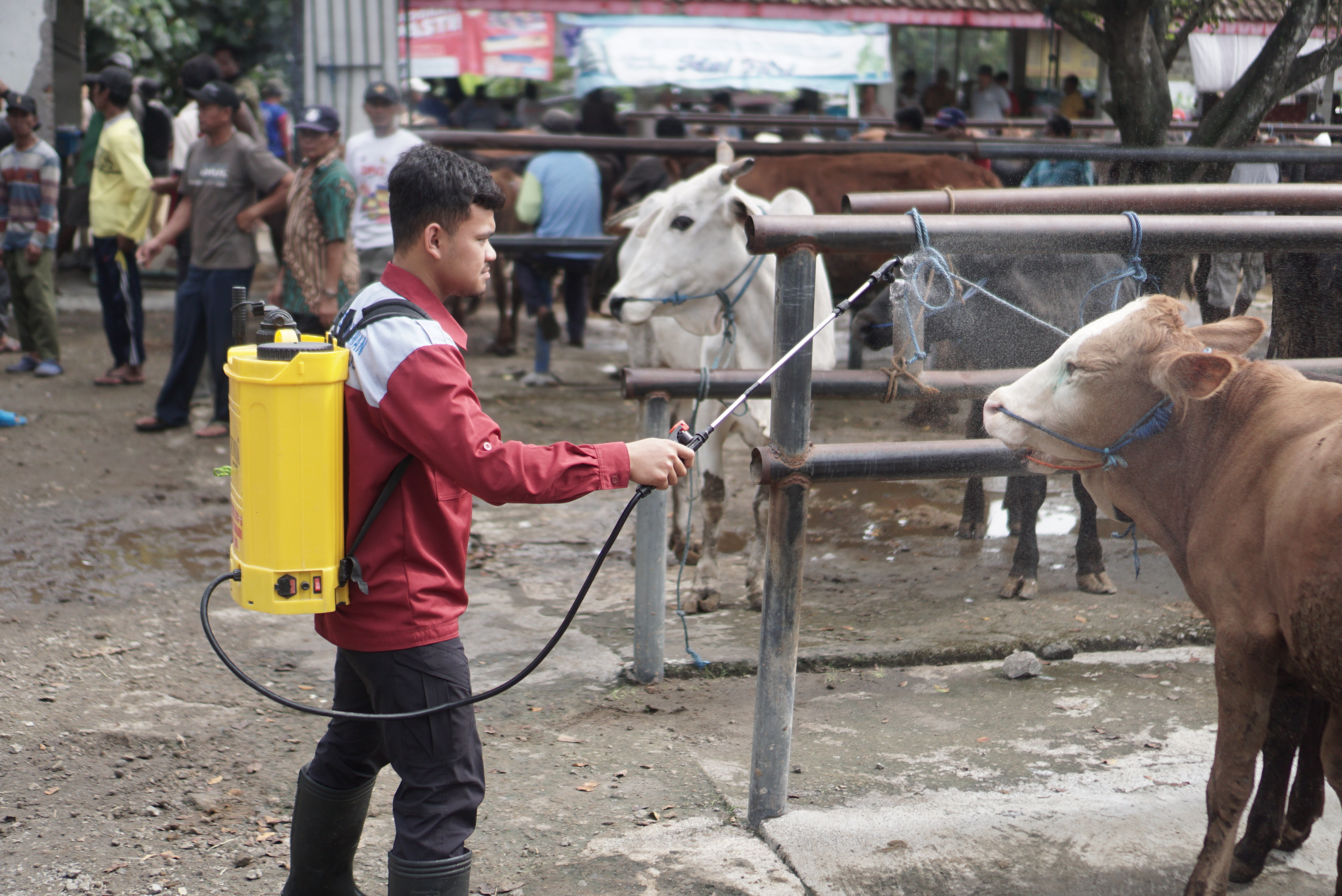 Petugas Dinas Pertanian dan Perikanan menyemprotkan cairan disinfektan ke arah sapi yang dijual di Pasar Sapi Bekonang, Sukoharjo.