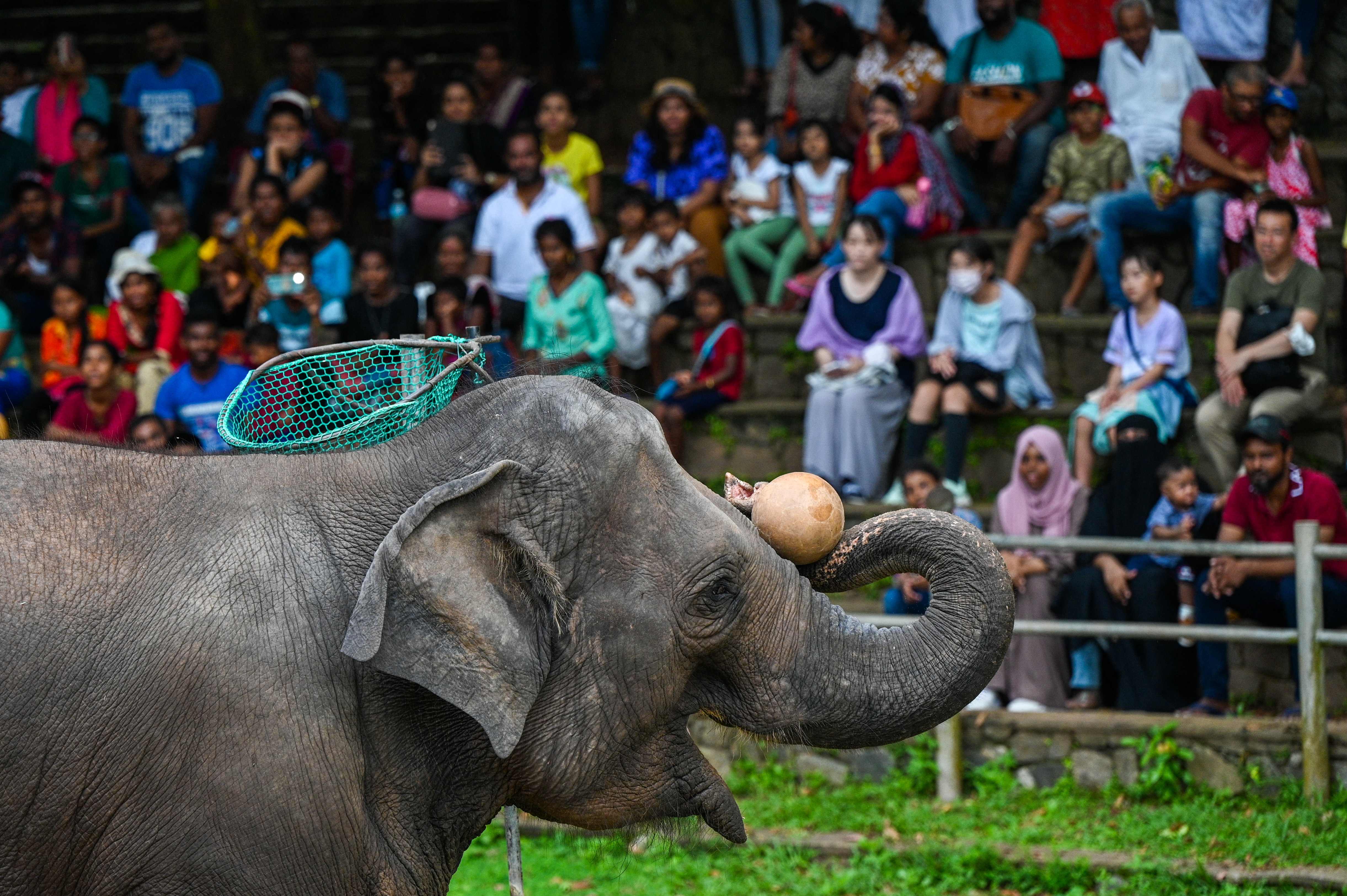 Atraksi Gajah di depan pengunjung kebun binatang