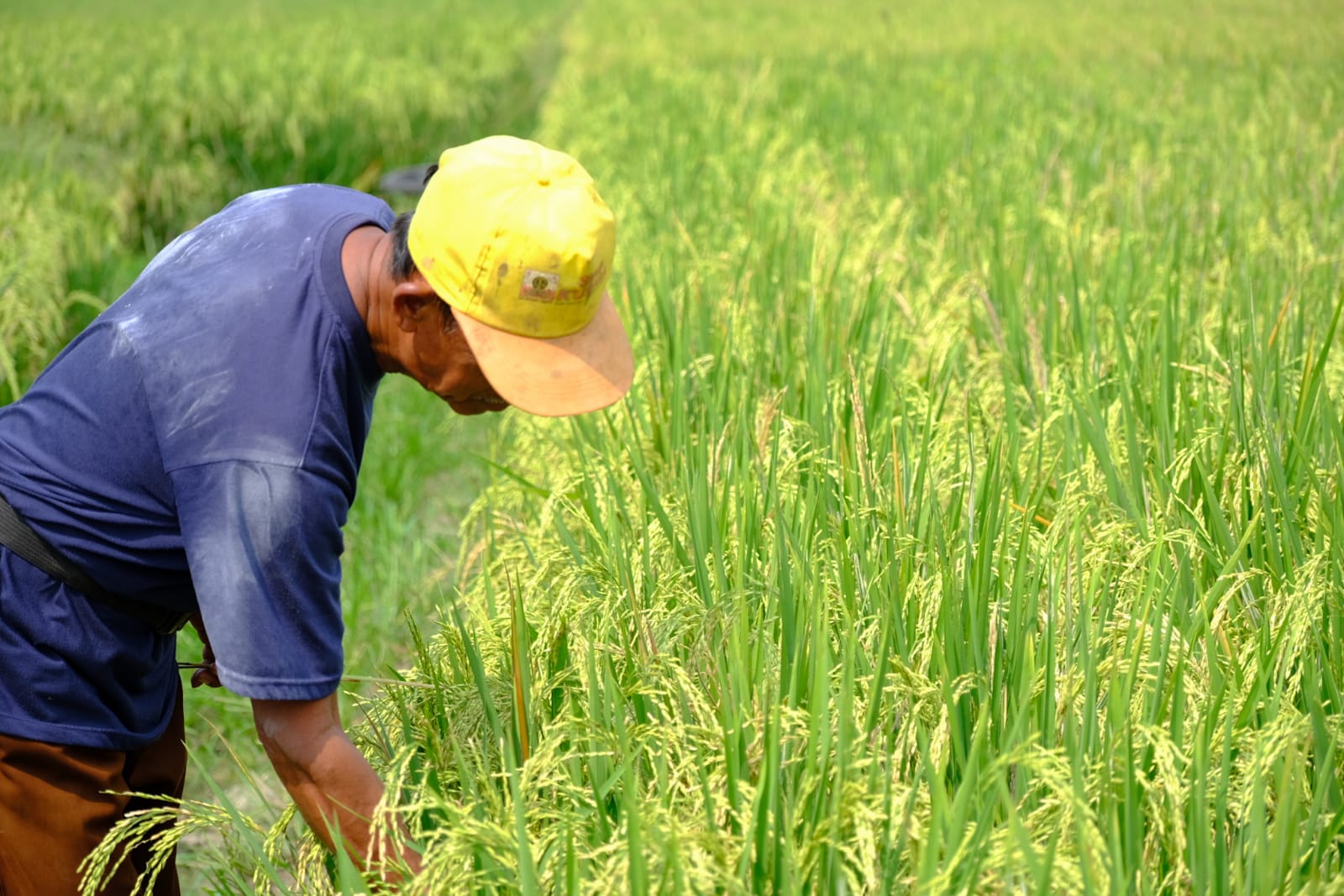 Petani mengamati padinya yang sudah menguning di Lampung.