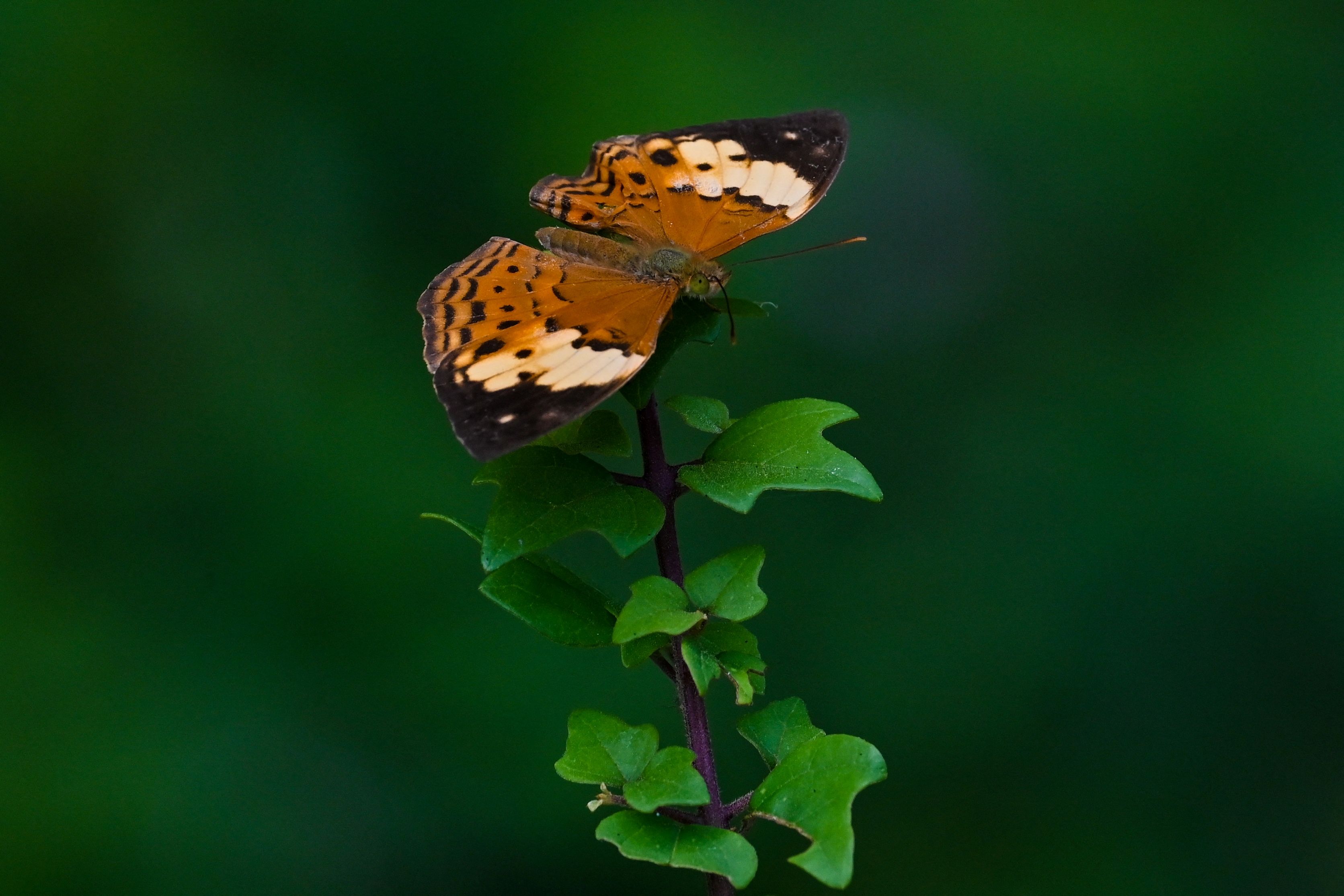 Ilustrasi: Kupu-kupu