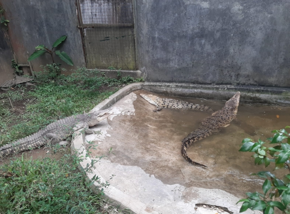 Lima ekor buaya berhasil dievakuasi dari permukiman warga di Ciamis dan Ceribon untuk dibawa ke Taman Safari Bogor.  