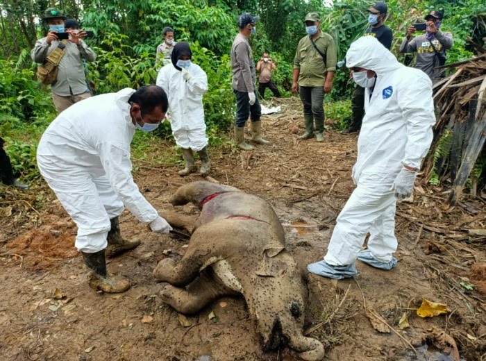 Bangkai gajah di kawasan  Desa Karang Ampar, Kecamatan Ketol, Kabupaten Bener Meriah, Aceh.