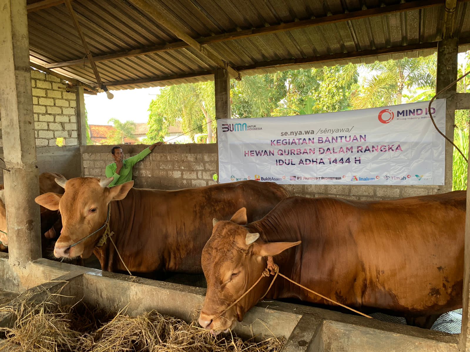 Bantuan hewan kurban 