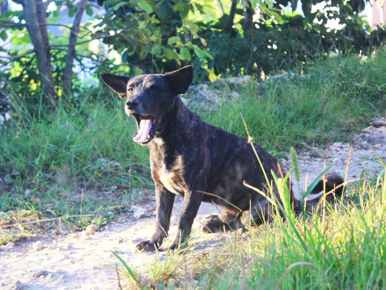 Lima Meninggal dari 2.395 Warga Sulsel Terinfeksi Rabies