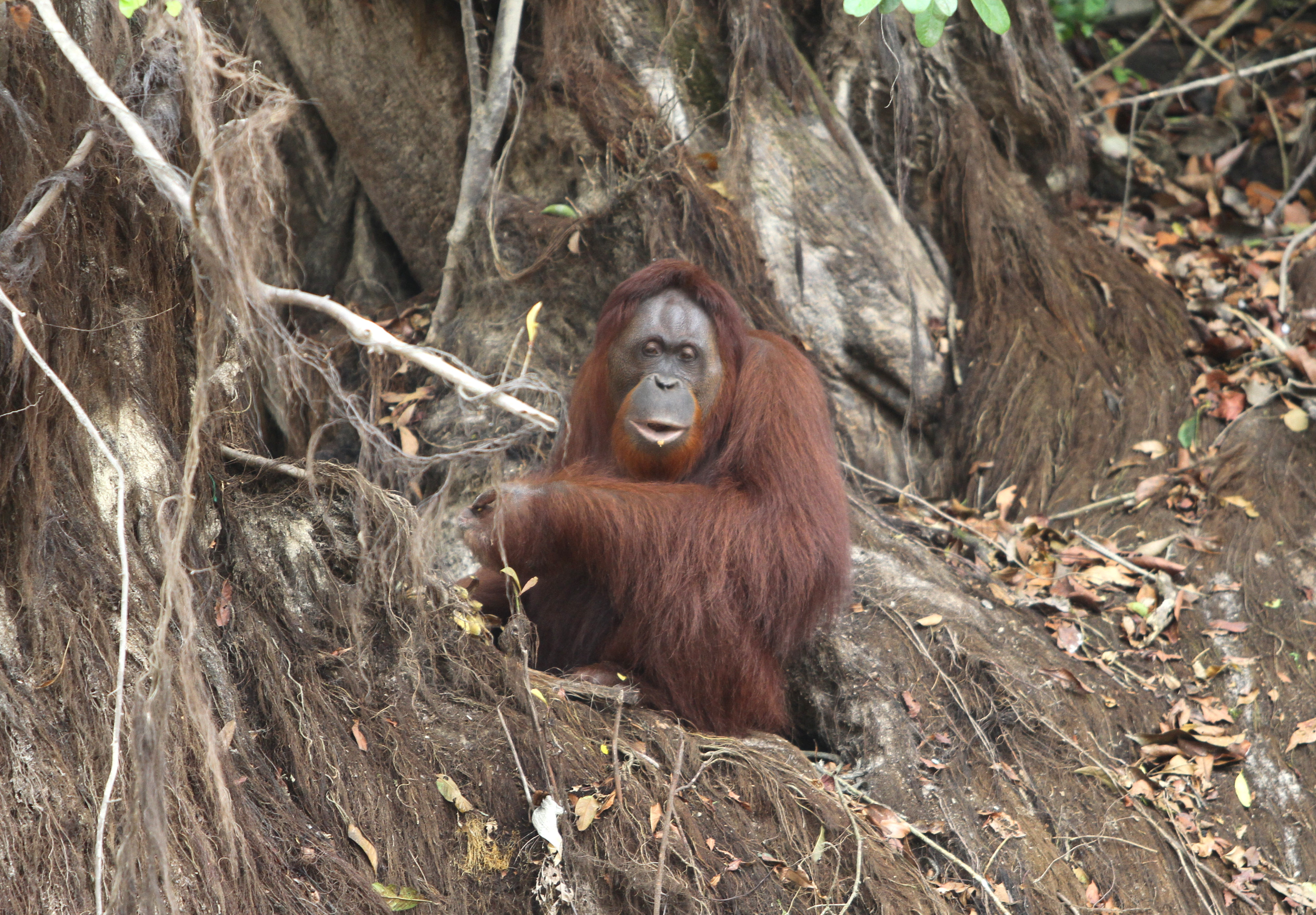 Seekor orang utan (Pongo pygmaeus) berada di lokasi pra-pelepasliaran di Pulau Kaja, Sei Gohong, Palangka Raya, Kalimantan Tengah.