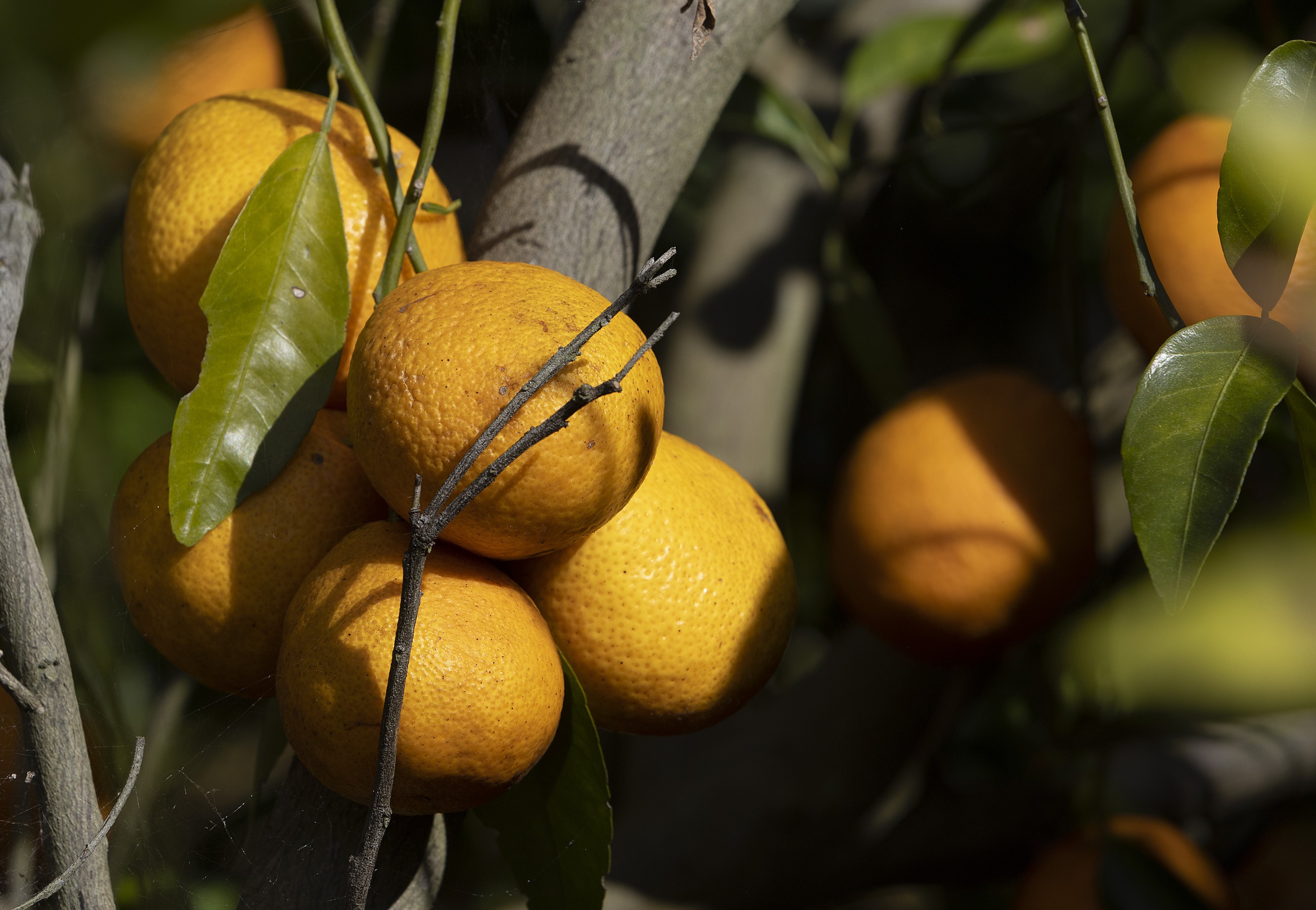Penuhi Kebutuhan Vitamin C dan Chlorella untuk Maksimalkan Pertumbuhan Anak