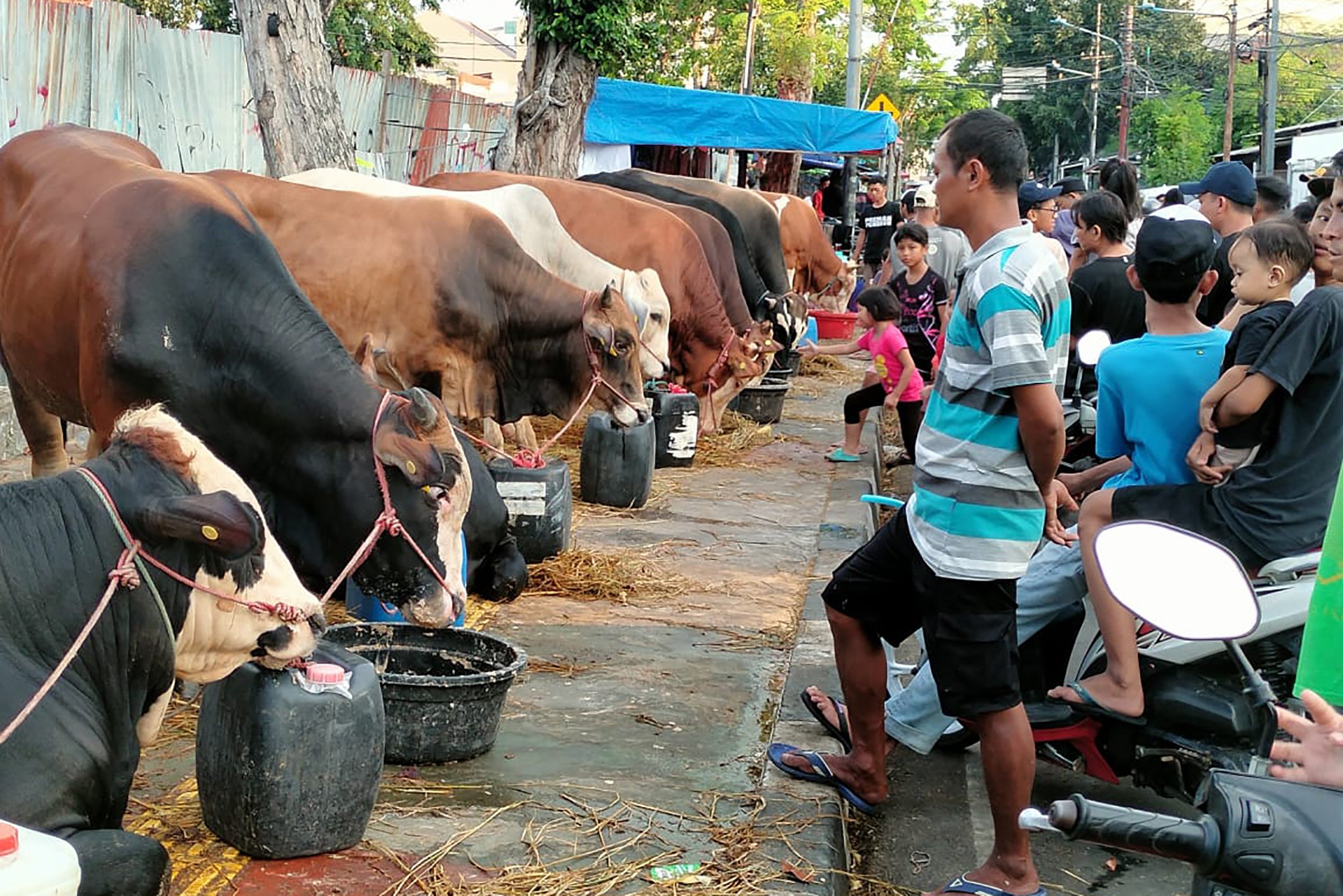 DKI Awasi 82 Ribu Hewan Kurban Jelang Idul Adha