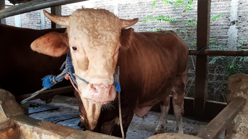 Ternak sapi yang disiapkan untuk hewan kurban pada Idul Adha 