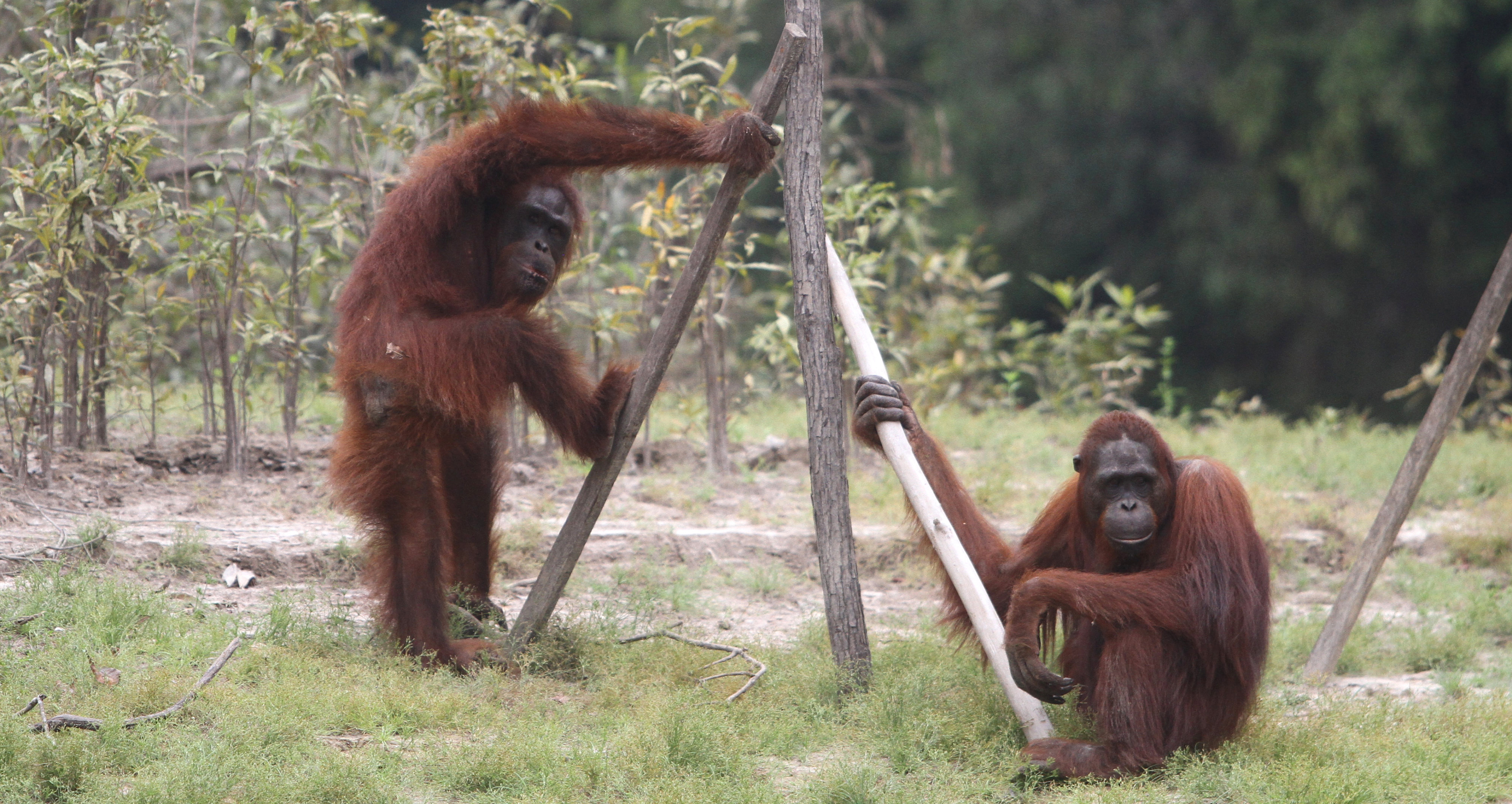 Dua orang utan berada di lokasi pra-pelepasliaran di Pulau Kaja, Sei Gohong, Palangka Raya, Kalimantan Tengah