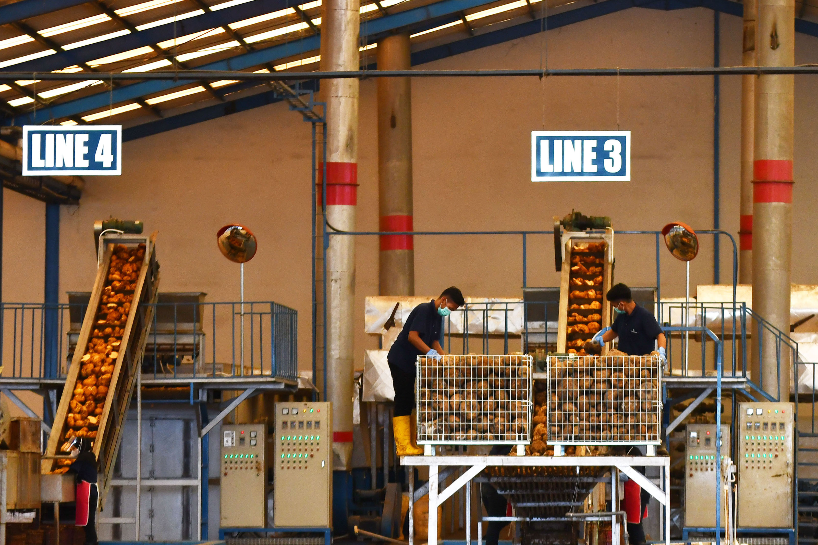 Sejumlah pekerja menyiapkan porang yang akan diekspor ke Tiongkok