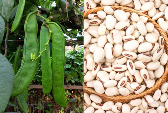 Kacang koro (Canavalia ensiformis) sebagai bahan baku mycoprotein.