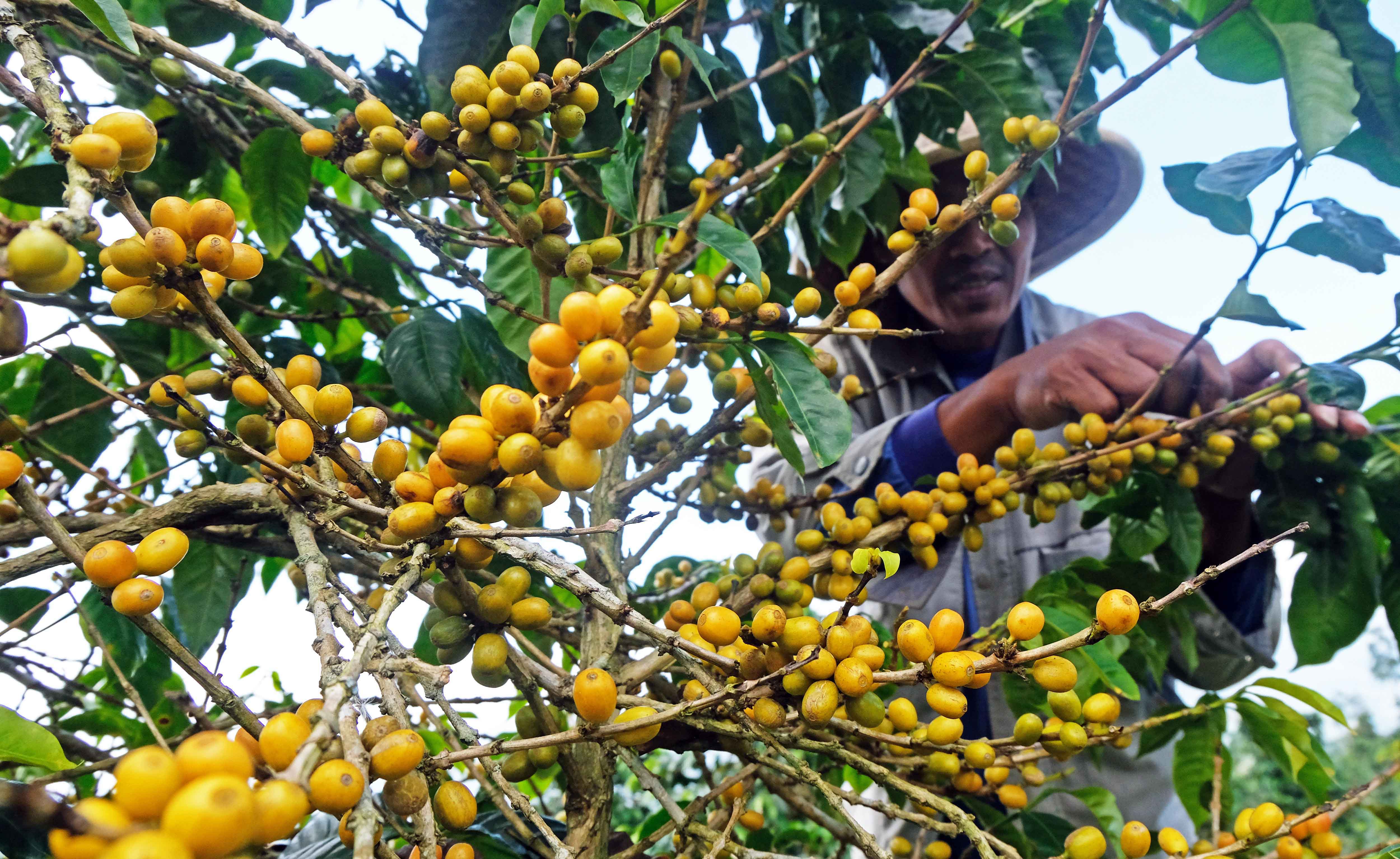 ilustrasi: Petani Kopi