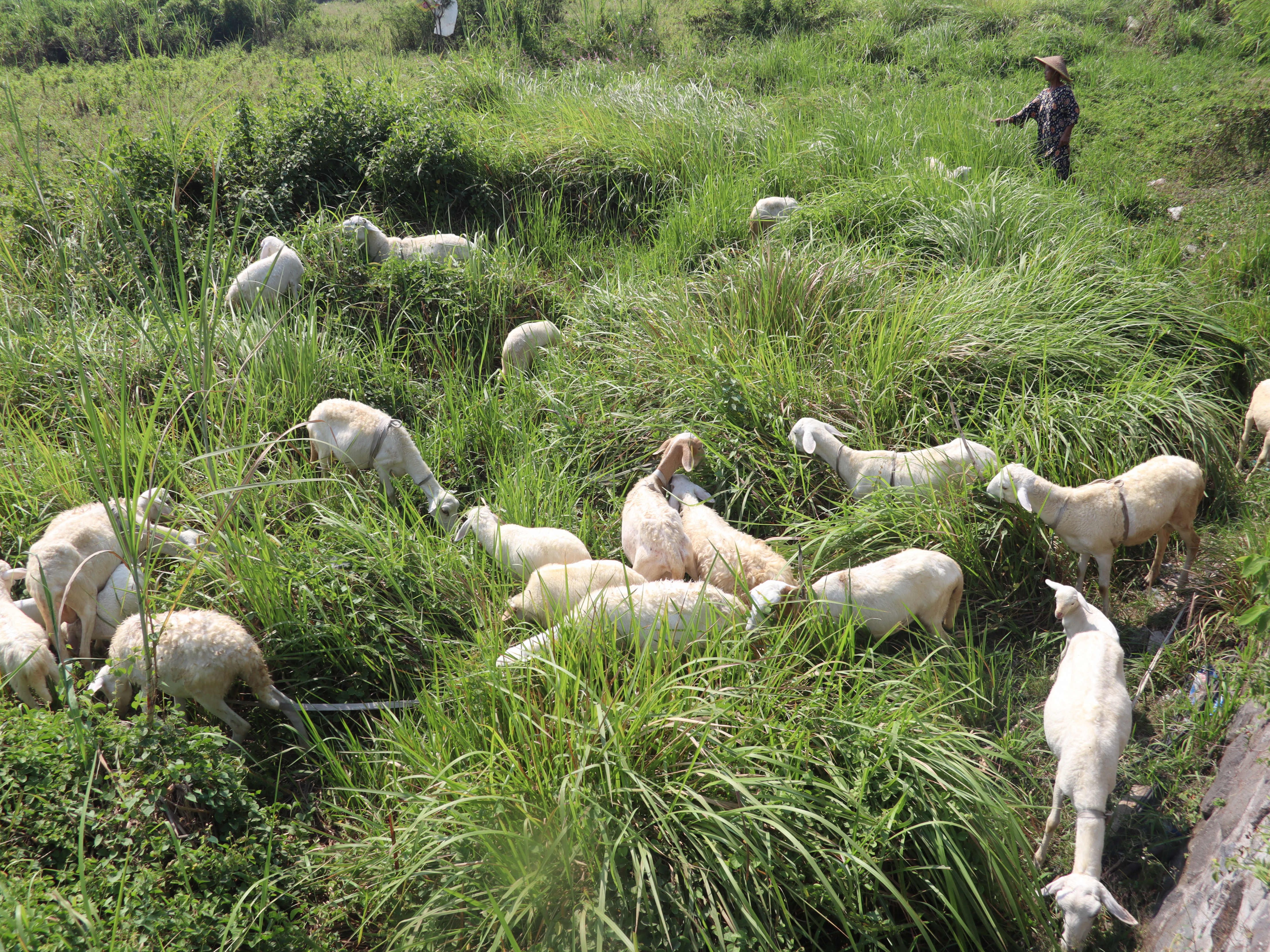 Warga menggembalakan kambing di Mojoagung, Kabupaten Jombang, Jawa Timur, Senin (22/5/2023).
