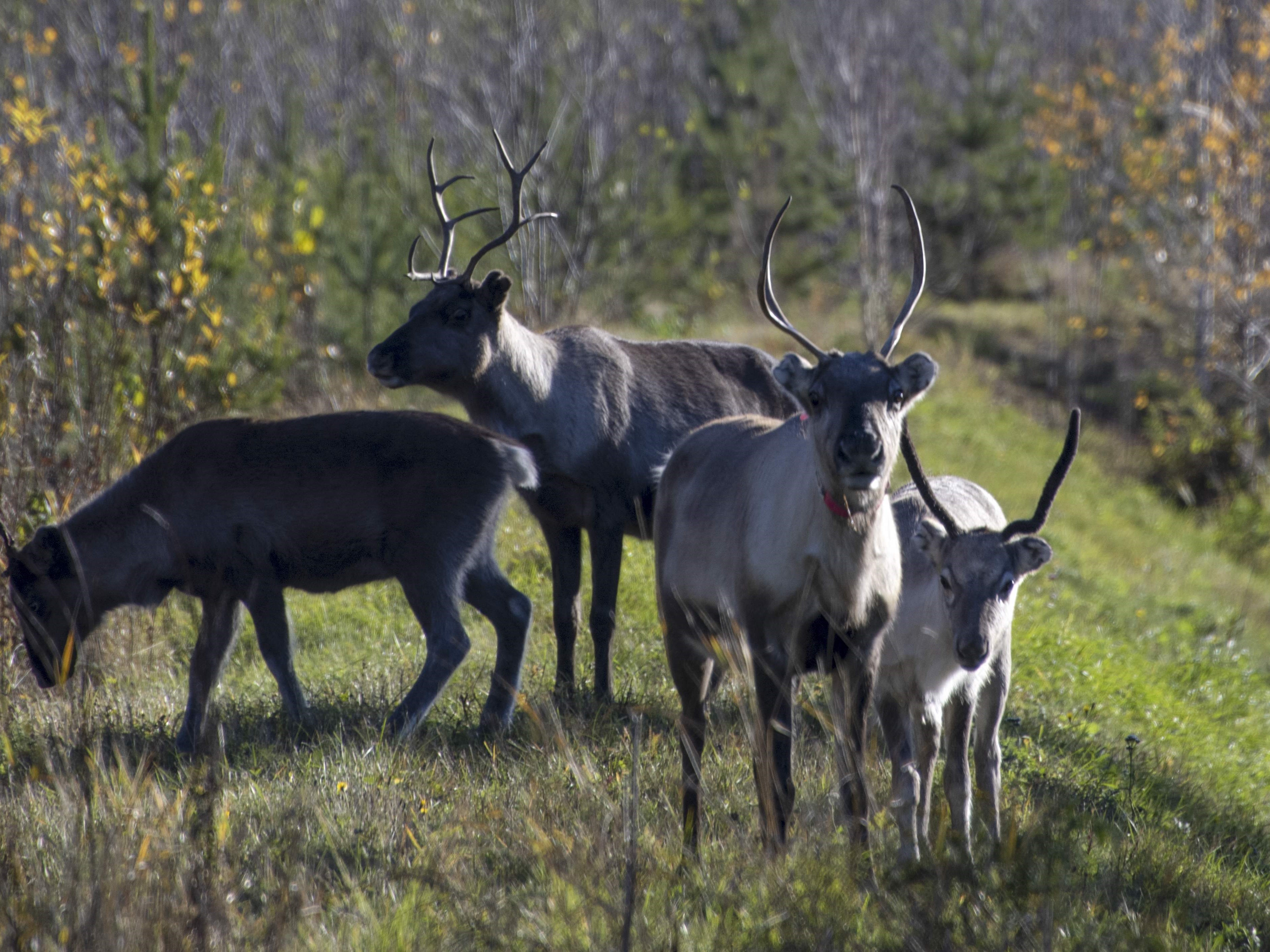 Rusa kutub berdiri di samping jalan dekat Rovaniemi, Finlandia, pada 7 Oktober 2022. 