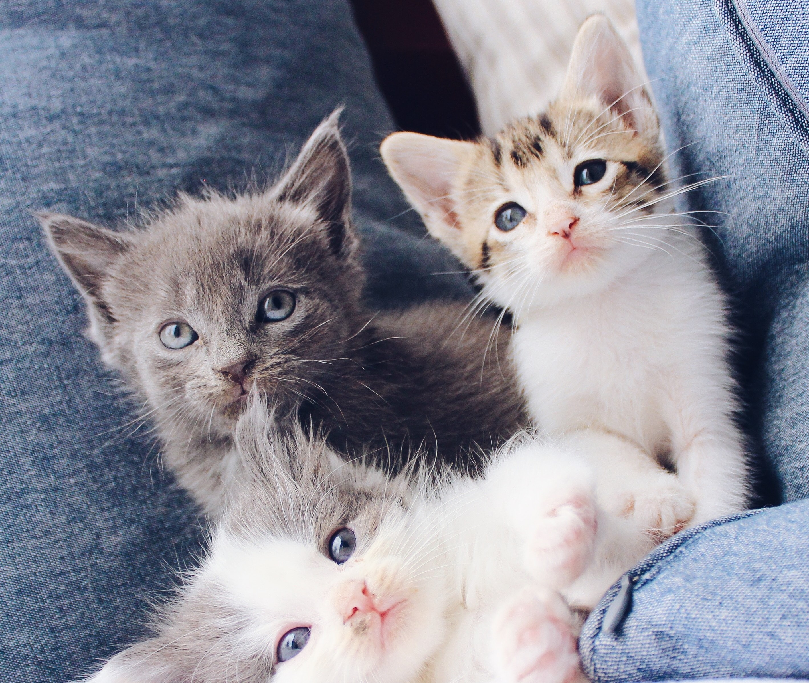 ilustrasi: Kucing peliharaan