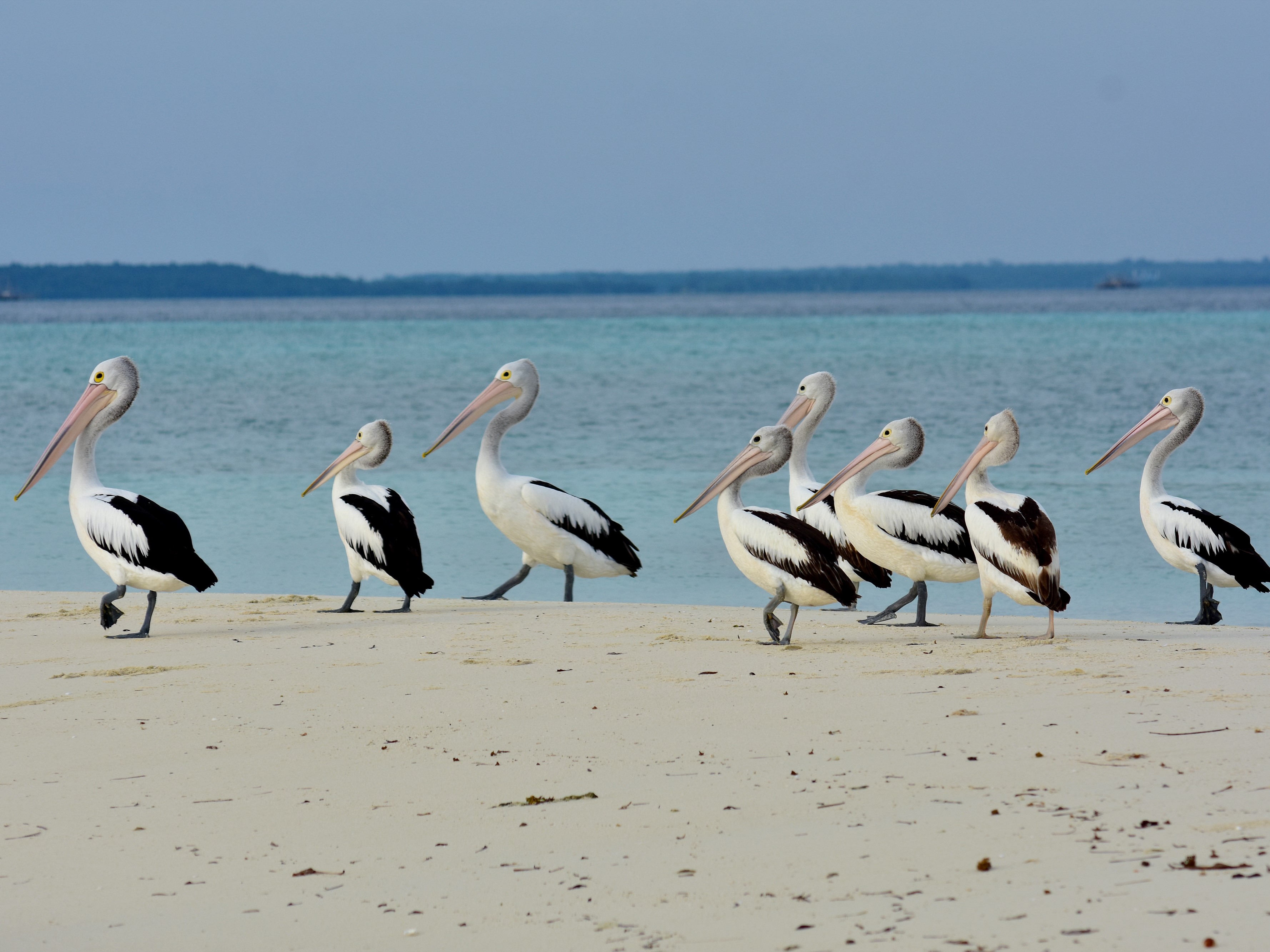 Sekelompok bulung pelikan berkumpul di pasir timbul Ngurtavur, Kabupaten Maluku Tenggara, Provinsi Maluku.