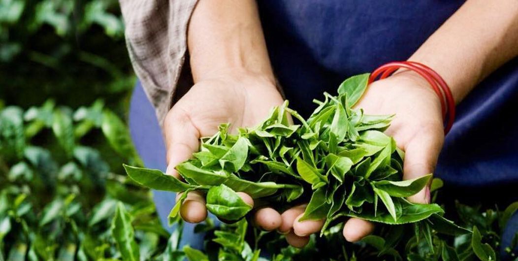 Teh Ceylon yang populer di dunia adalah tanaman penghasil devisa tertinggi bagi Sri Lanka.