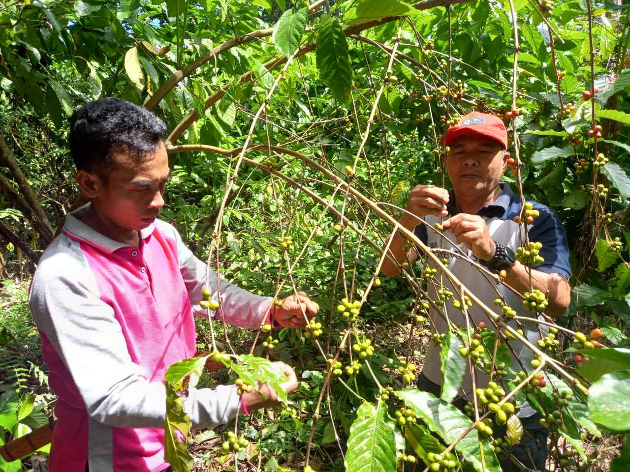 Dua petani tengah memanen kopi di kebun mereka di kaki Pegunungan Meratus, Kalimantan Selatan.
