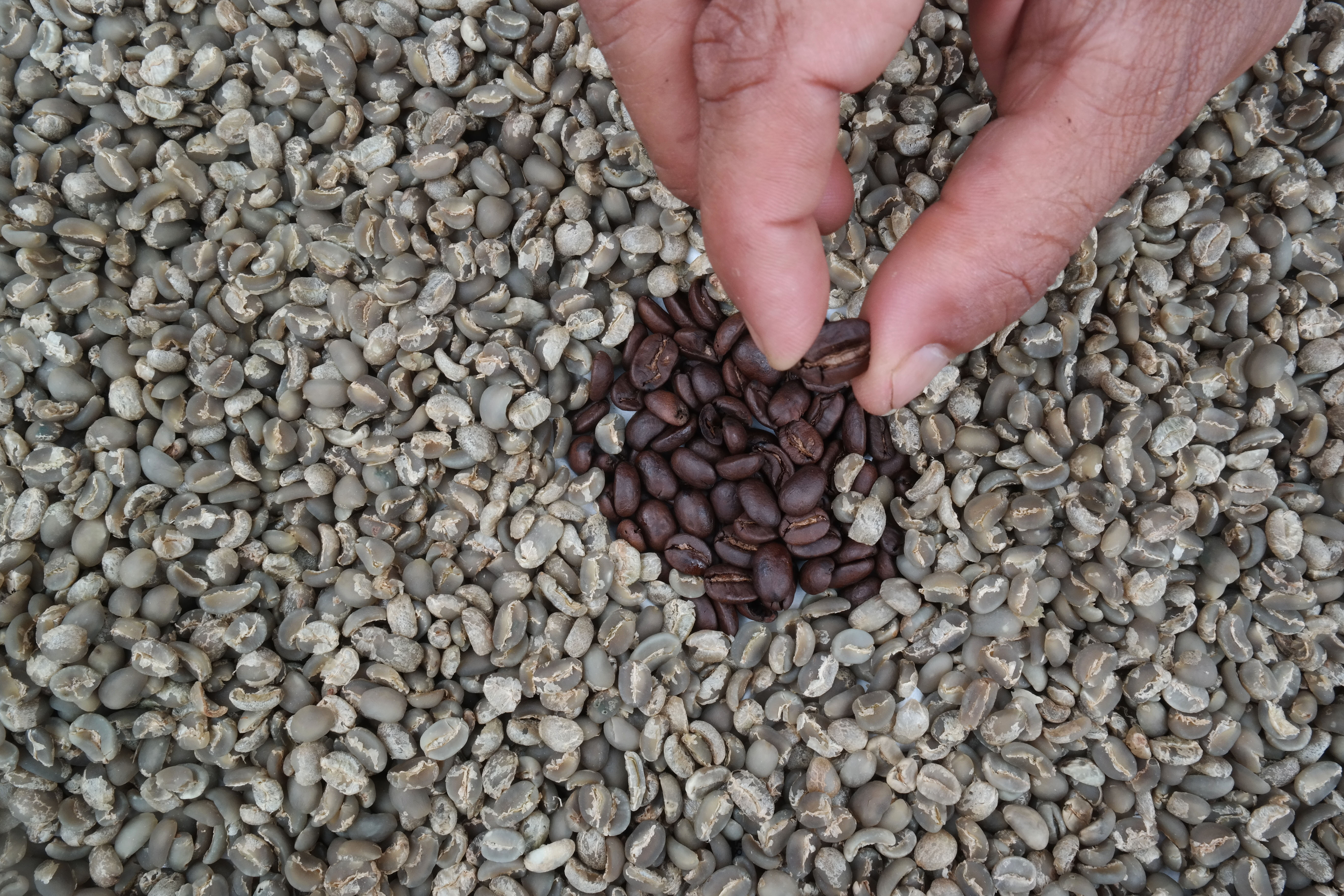 El Nino Bisa Rusak Industri Kopi di Sumut