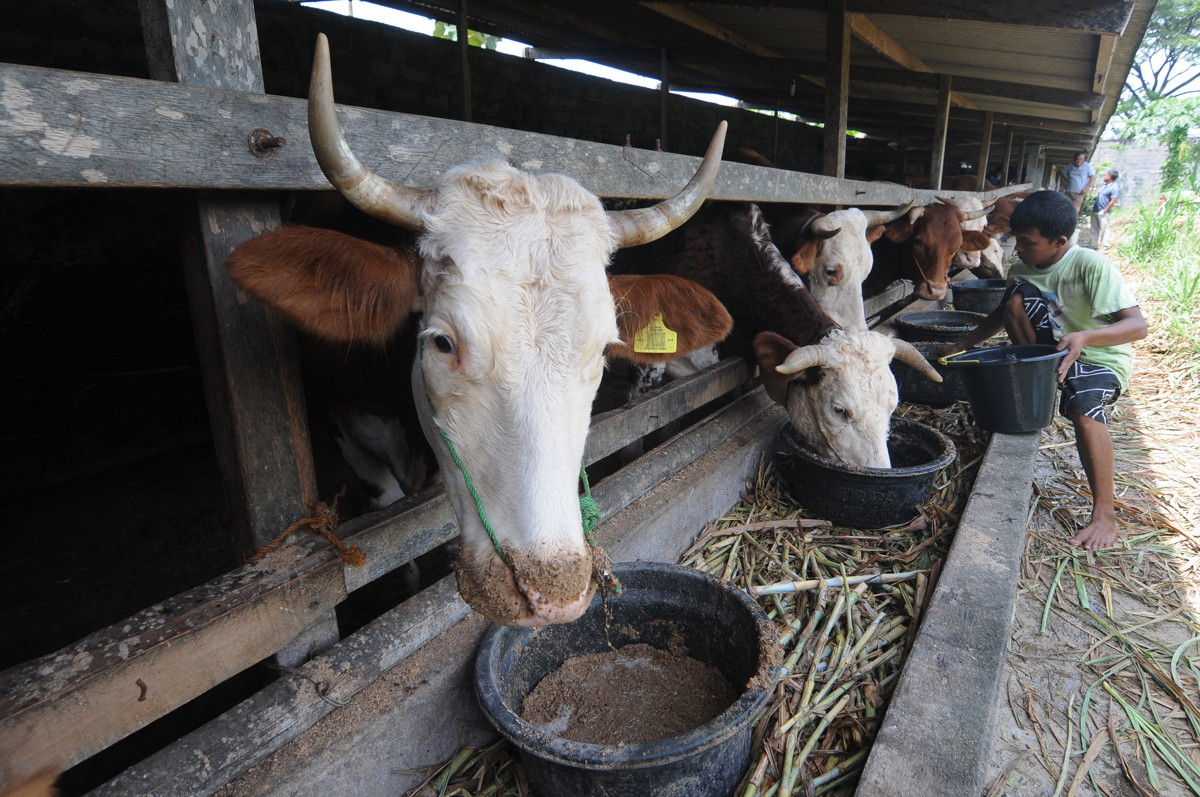Pekerja memberi makan sapi di Krajan, Kalokotes, Klaten, Jawa Tengah, Kamis (19/1).